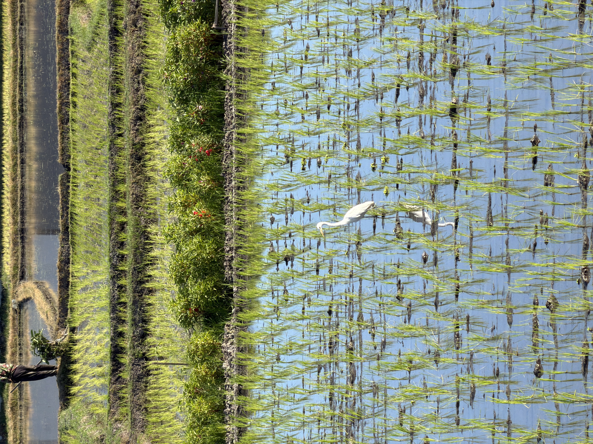 Flooded rice paddy under cultivation in Kediri, Indonesia