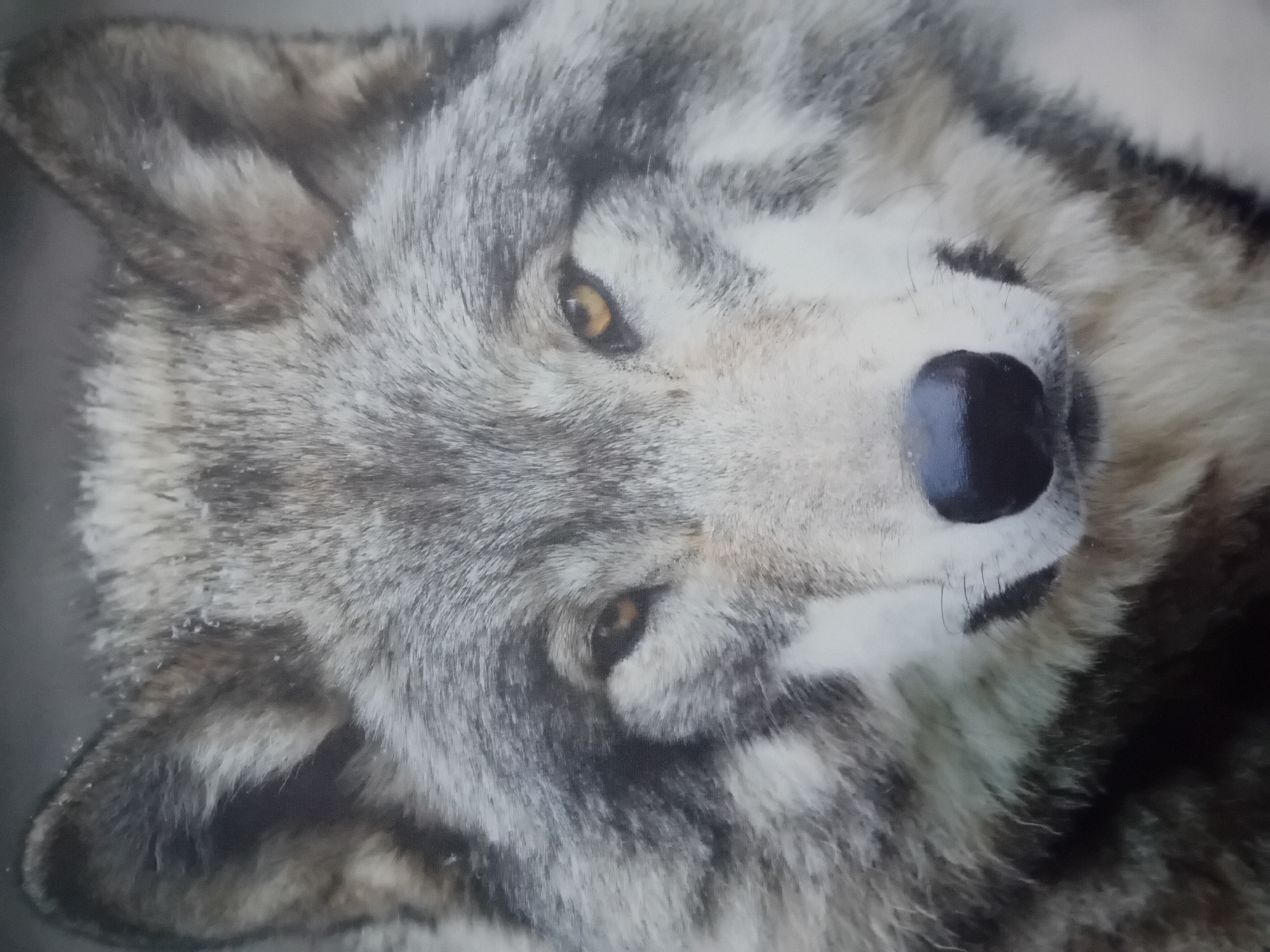 Wolf photo and interior room documented in Figueira da Foz
