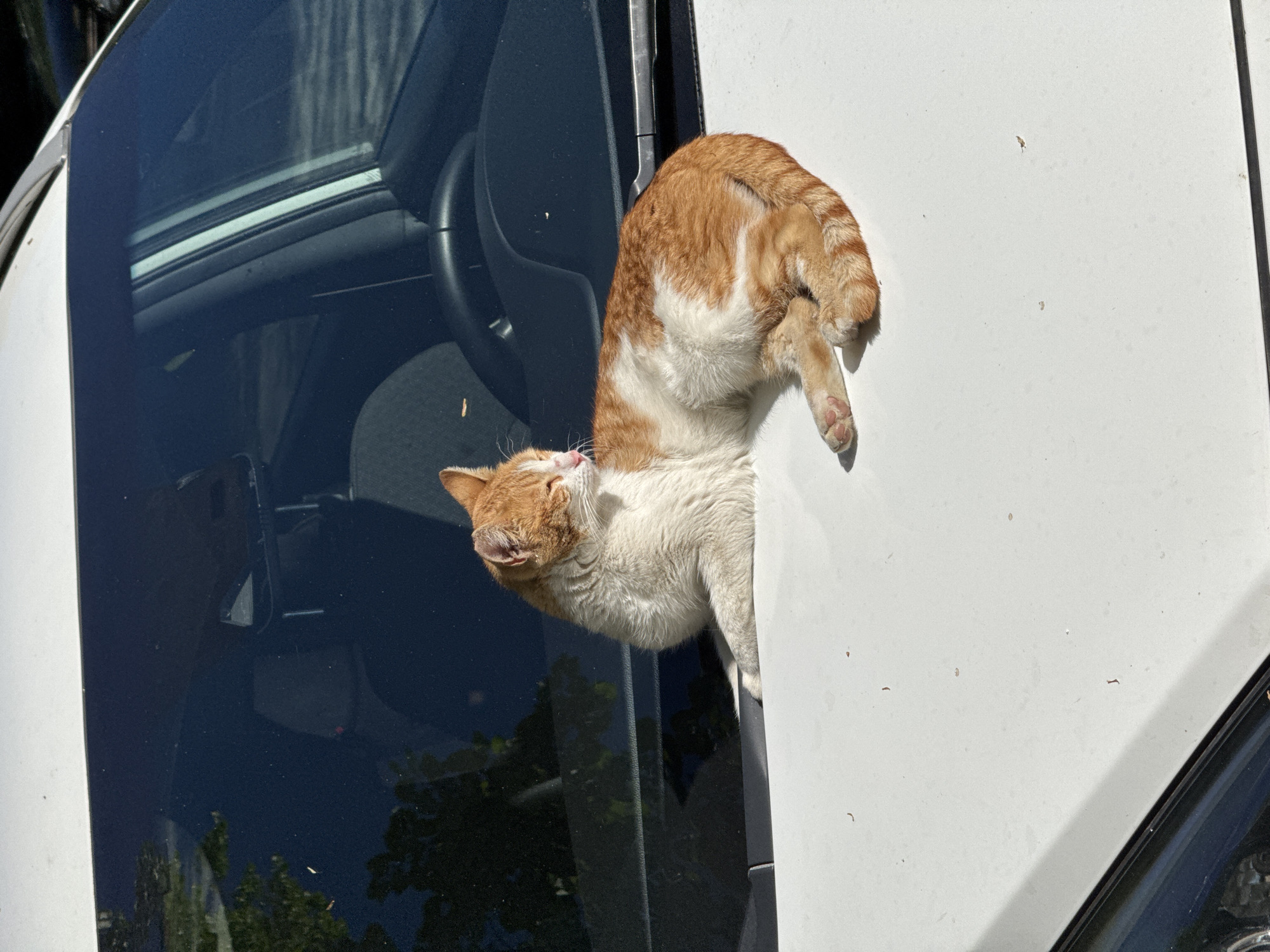 Cat spotted in car window in Plovdiv, Bulgaria