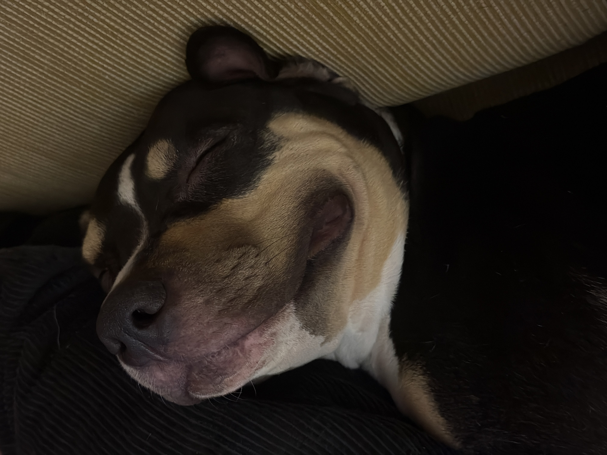 Tel-Aviv resident shares evening dog photos on social media