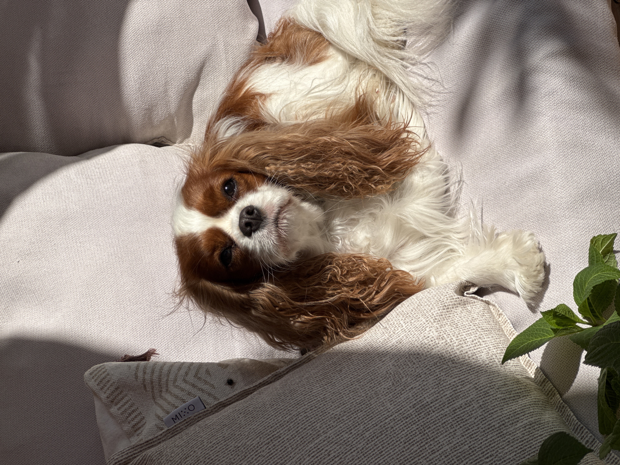 Dog rests peacefully among hydrangeas on Budva terrace