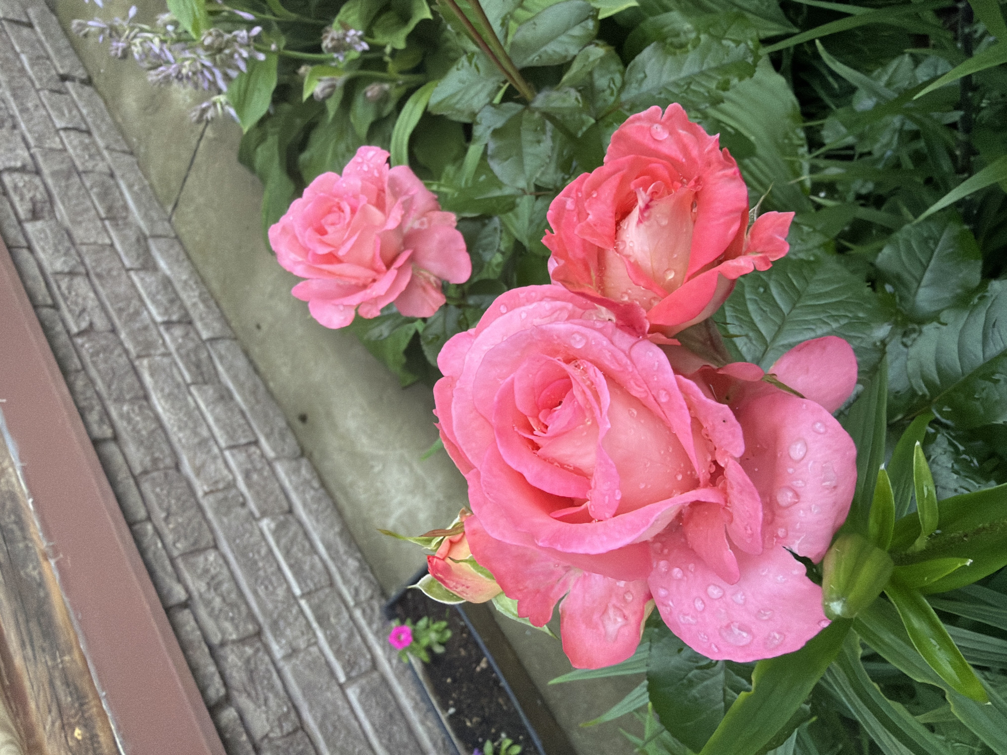 Rain-soaked garden roses dominate a summer afternoon in Chaikovsky