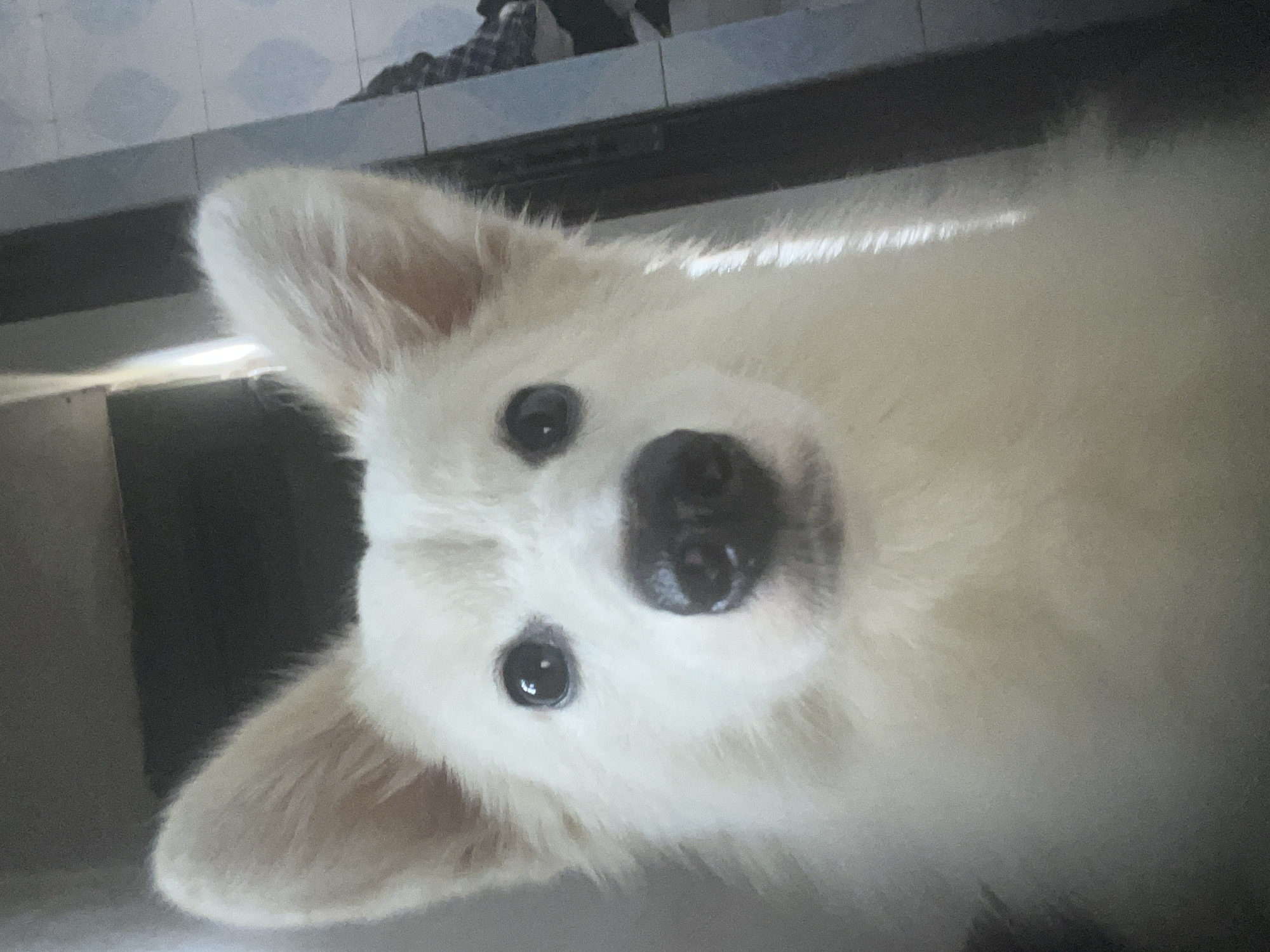 Casual indoor moments with white dog captured in Ikot Ekpene