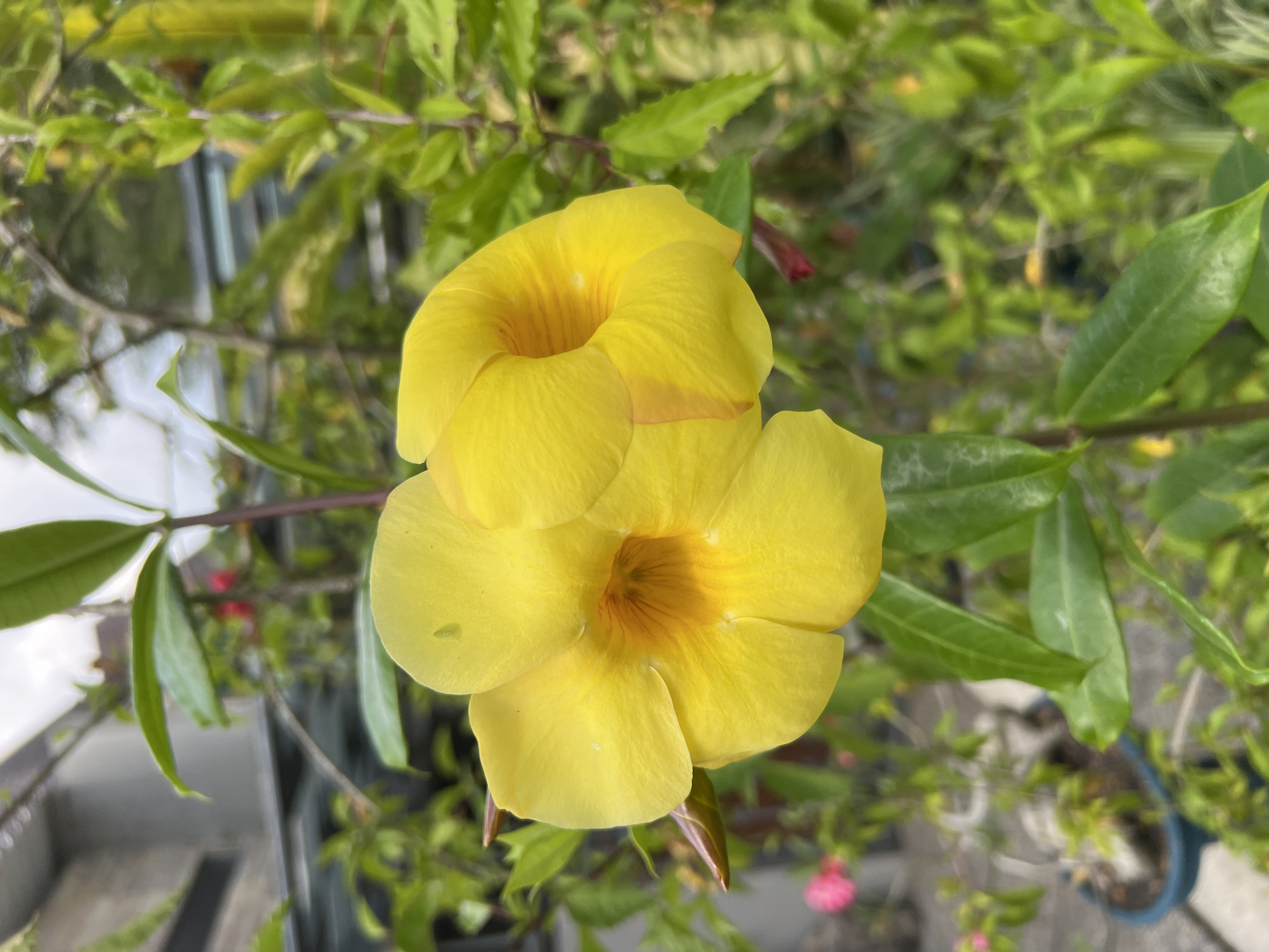 Colorful garden plants photographed up close in Ngaglik