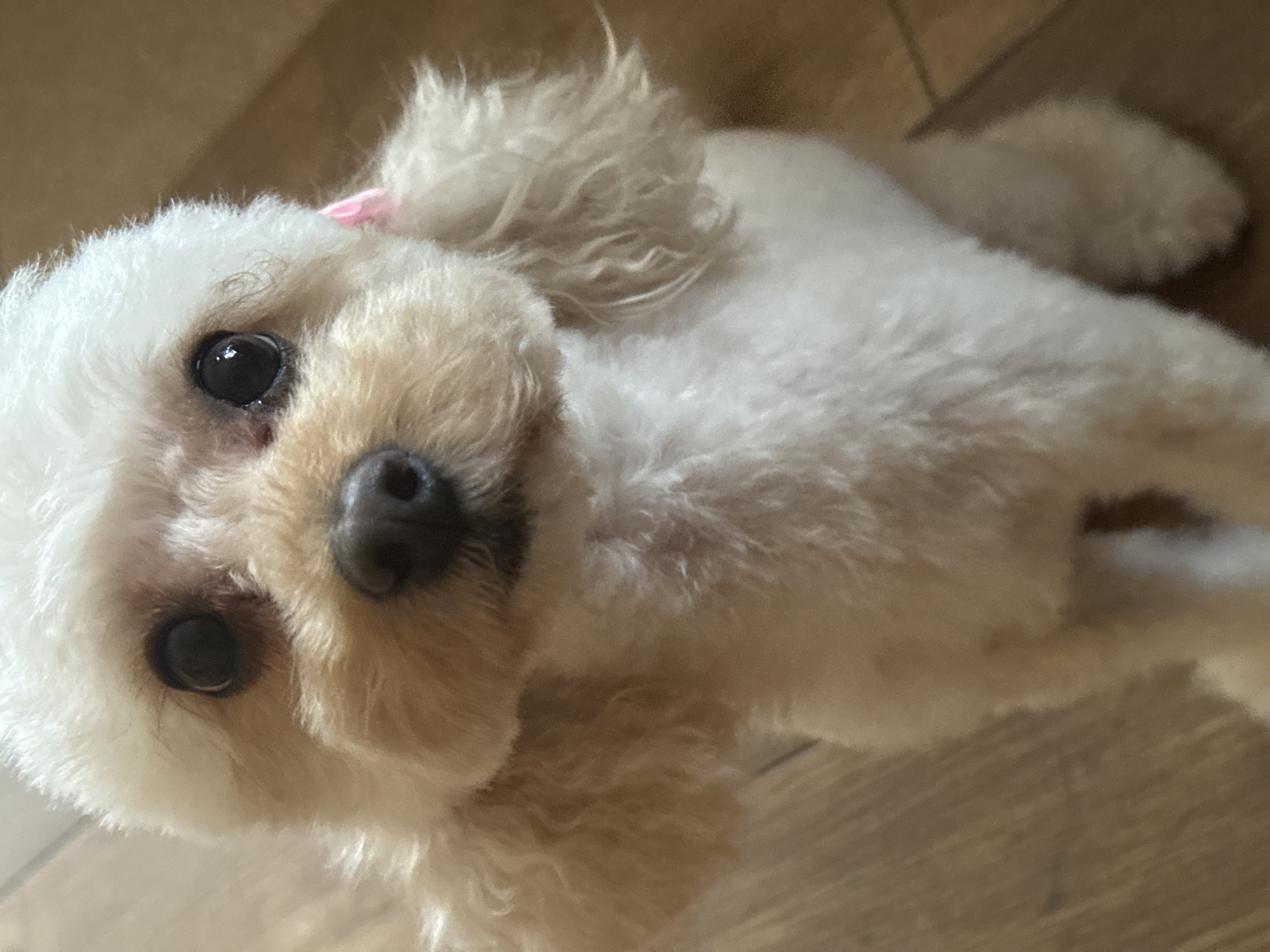 Poodles spotted in various indoor locations in Troyan, Bulgaria