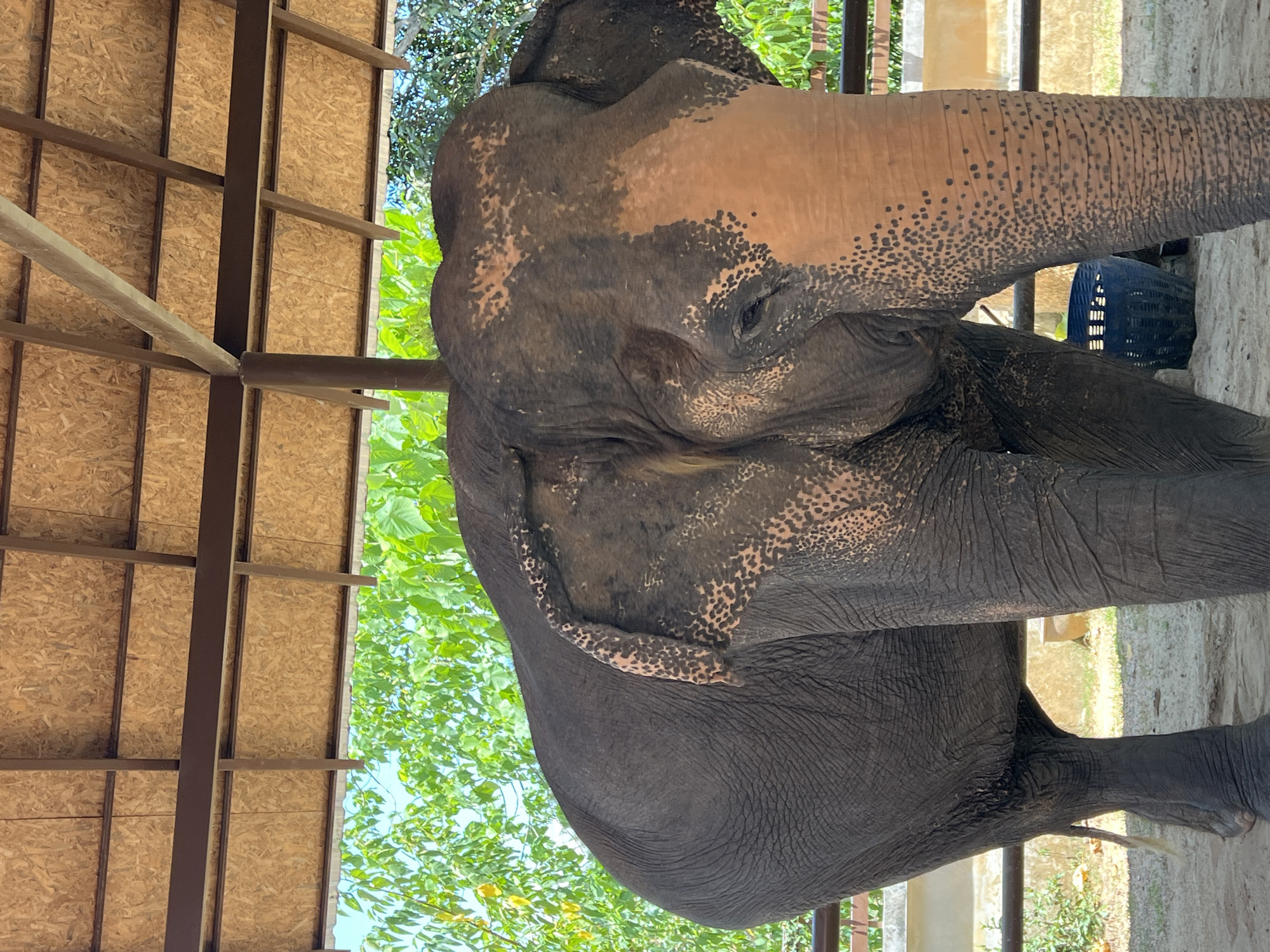 Elephant under shelter at Ko Samui enclosure