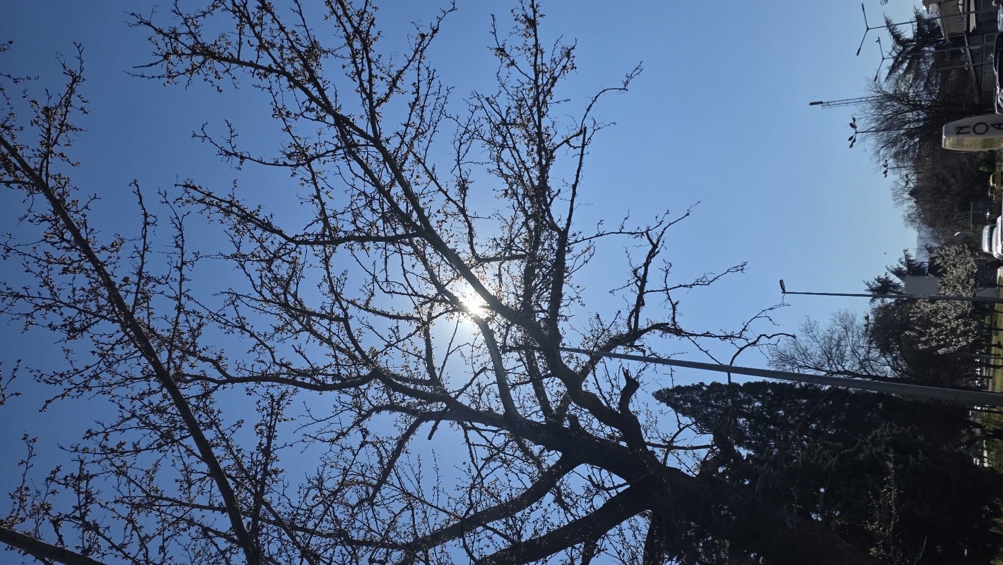 Morning sunlight through bare branches captured in Blagoevgrad