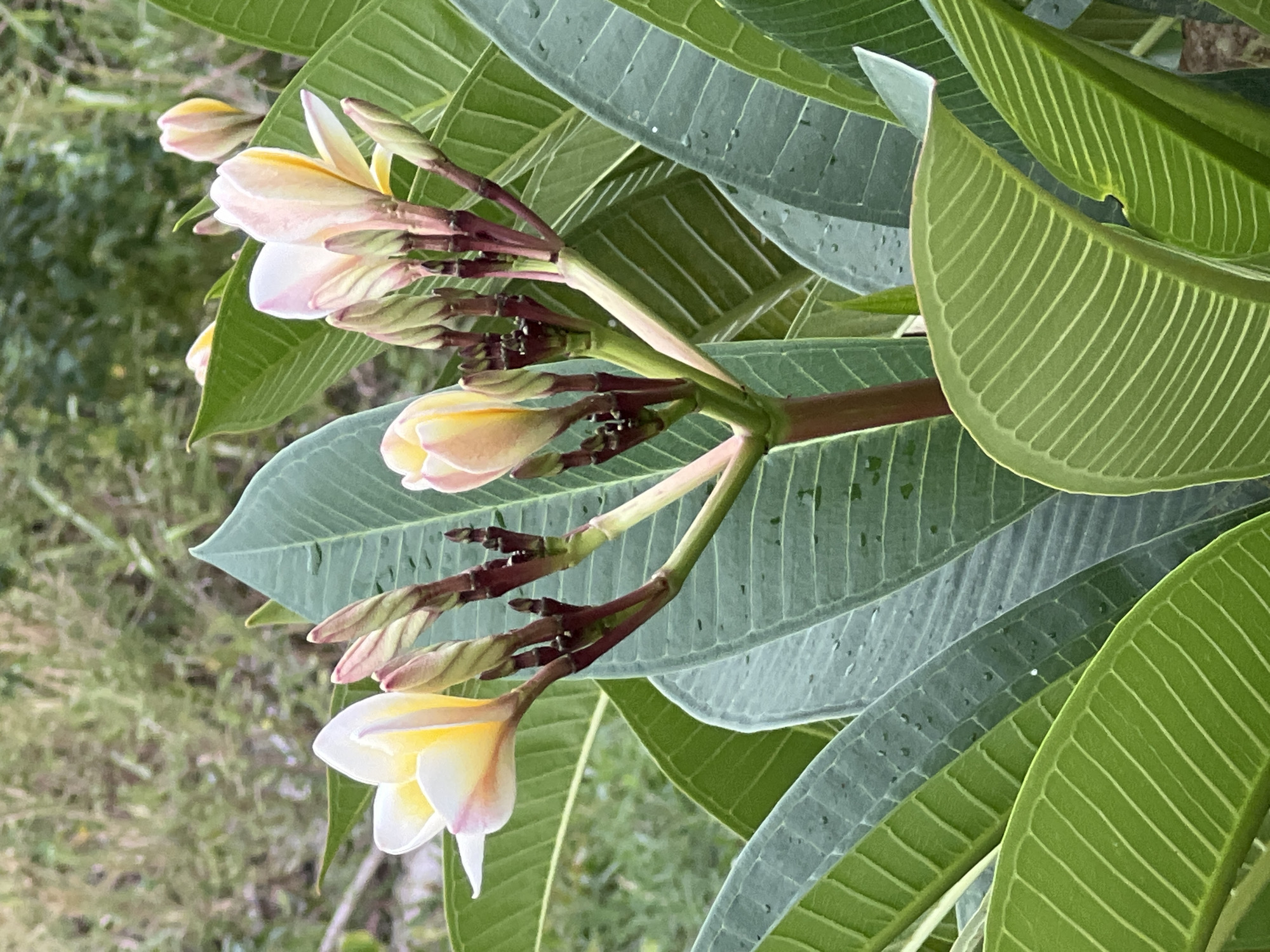 Plumeria blooms and swaying palms on a cloudy Ko Samui morning