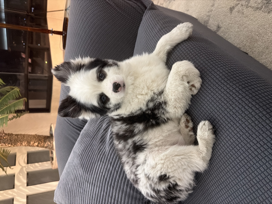 Three Dogs Rest Together on Sofa in Mexico City