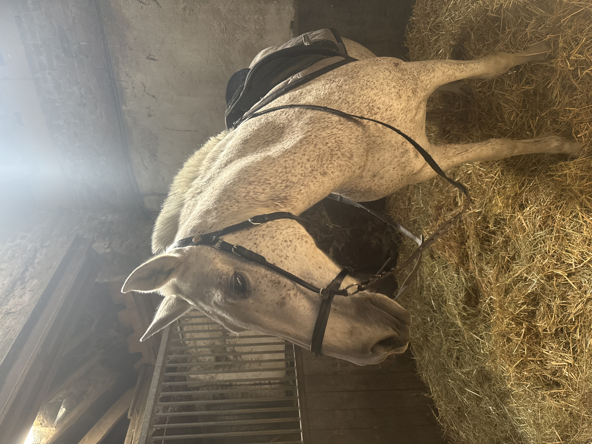 Saddled horse spotted in Belgian stable