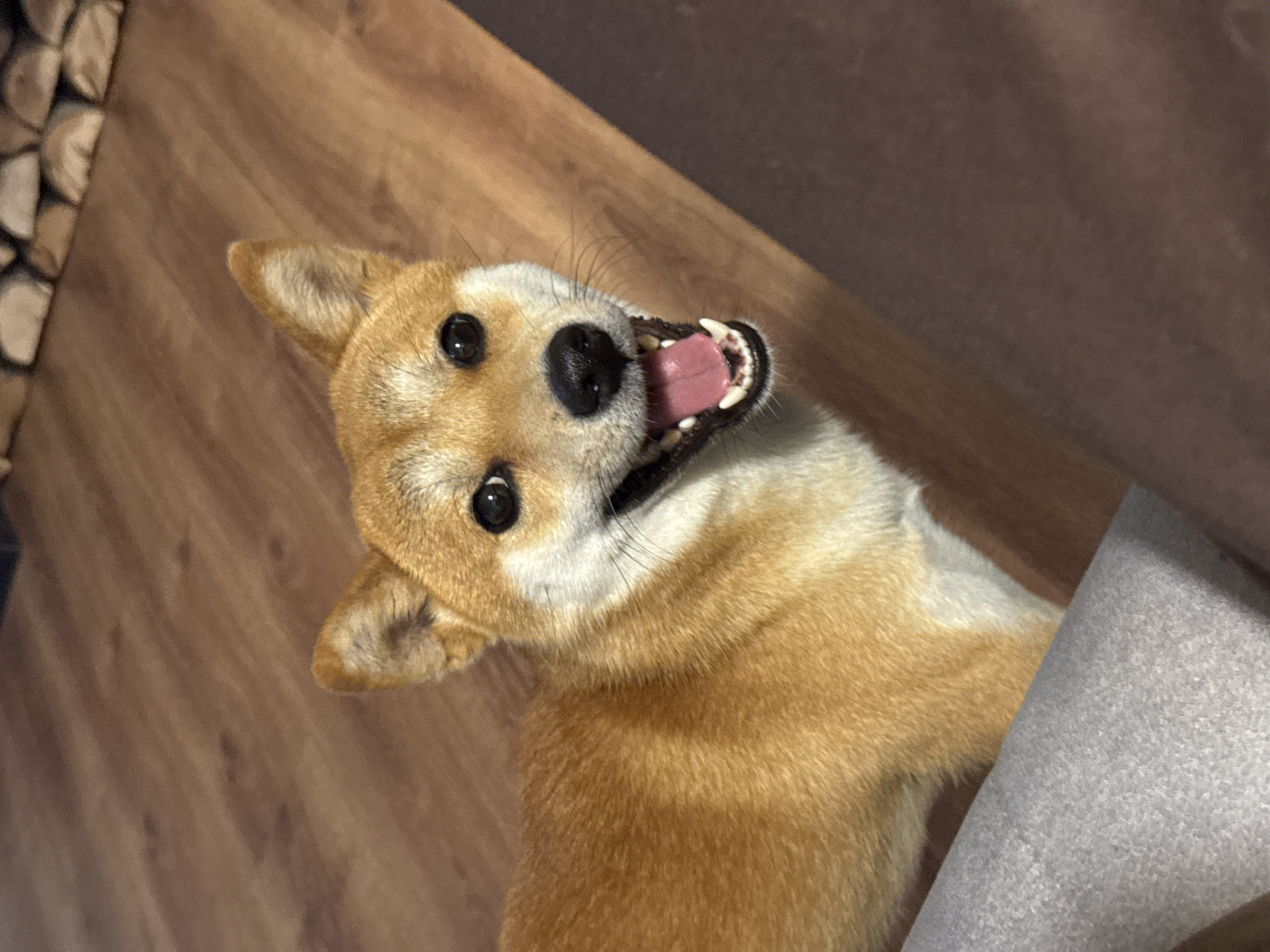 Shiba Inu and curly cat share a cozy Carnikava home