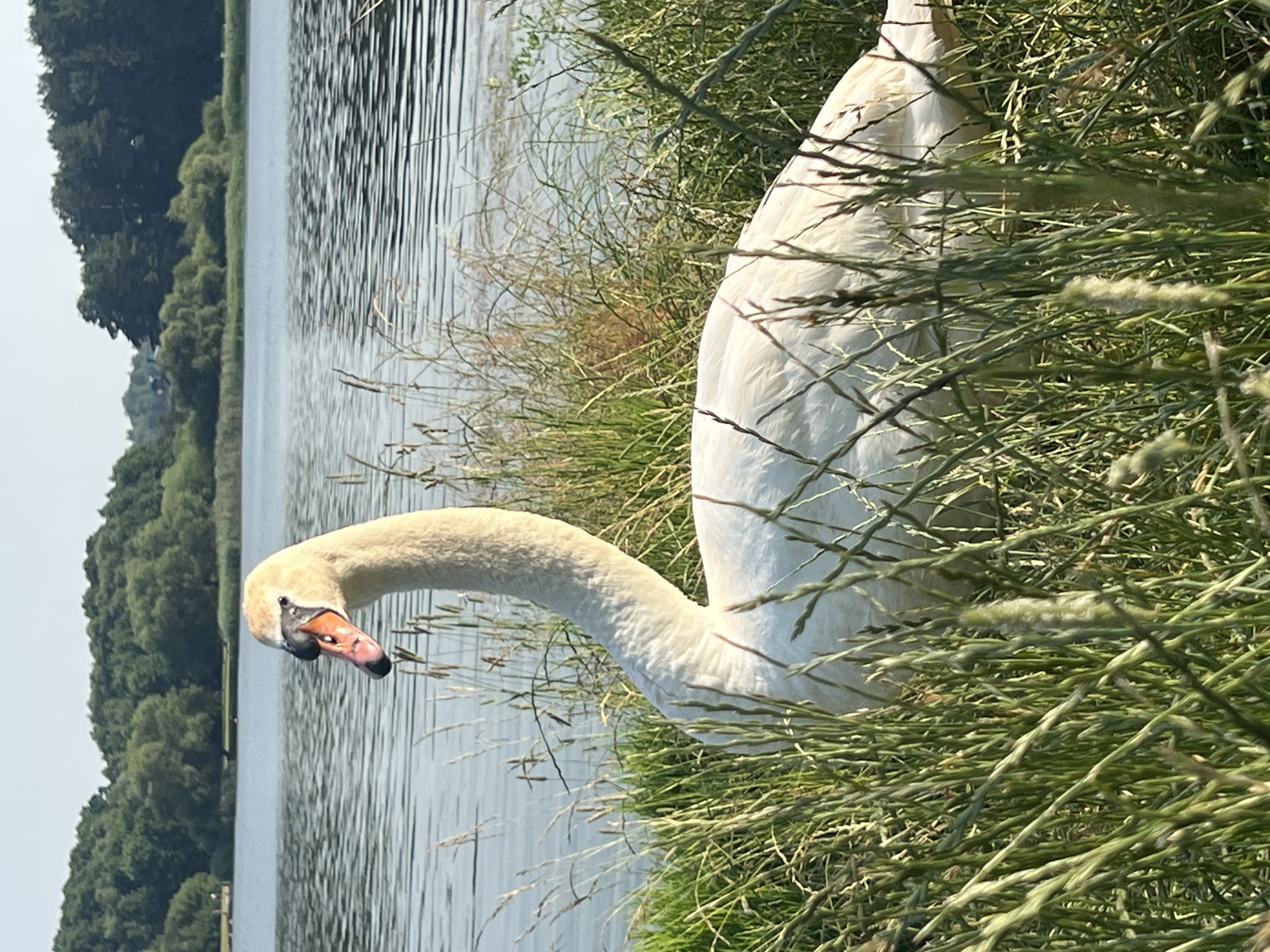 Swan family with cygnets at a Belarusian lakeside