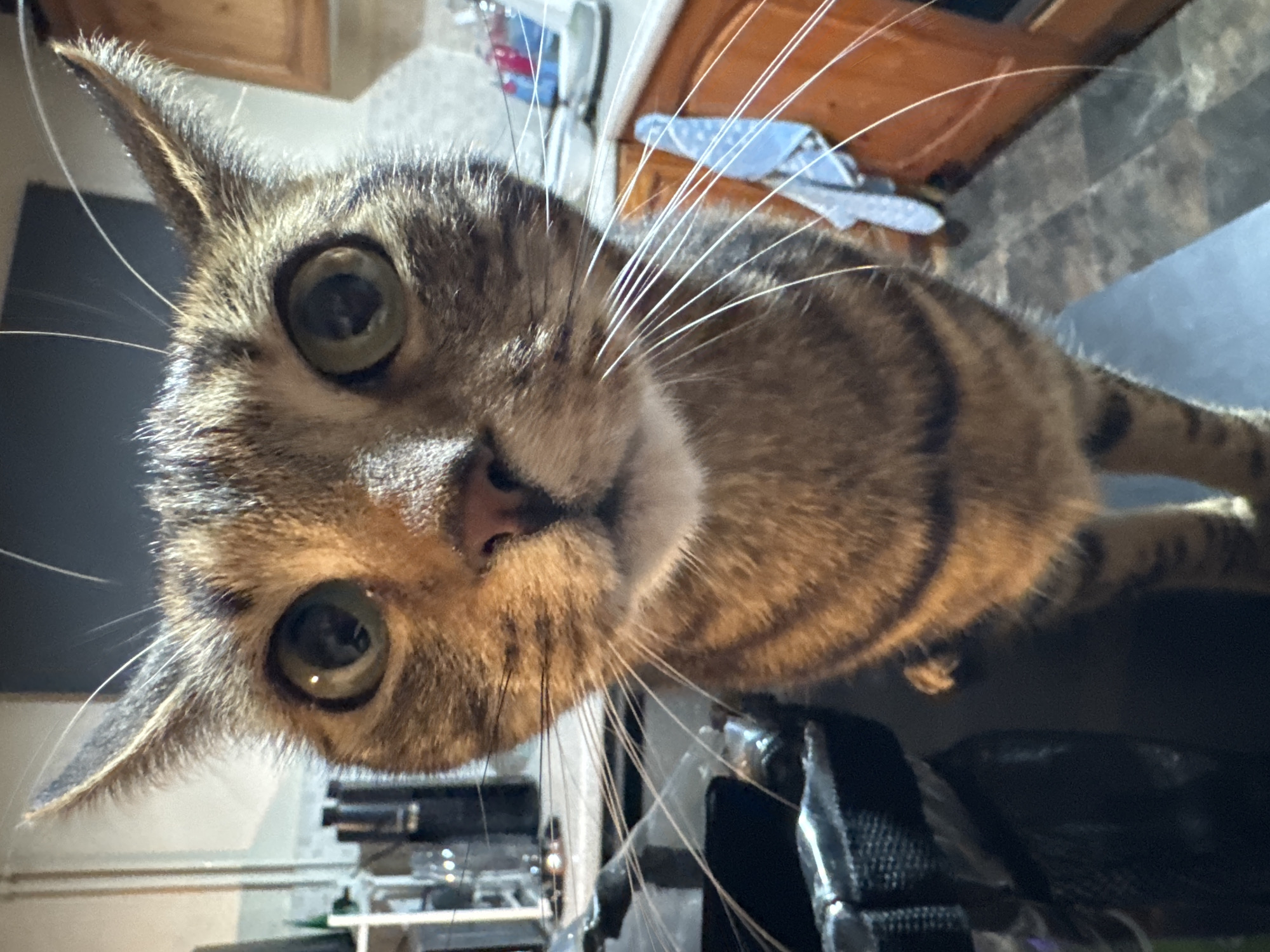 Cats spotted in homes across Desborough Sunday evening