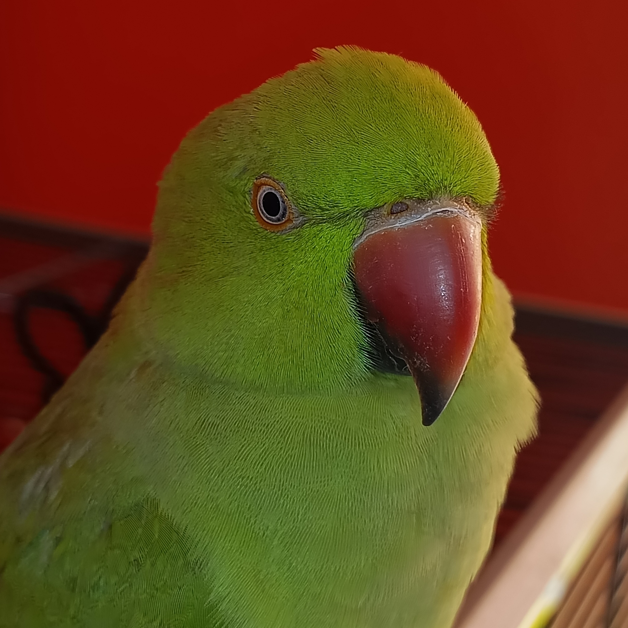 Indian ringneck parakeet at home in Cheb, Czechia