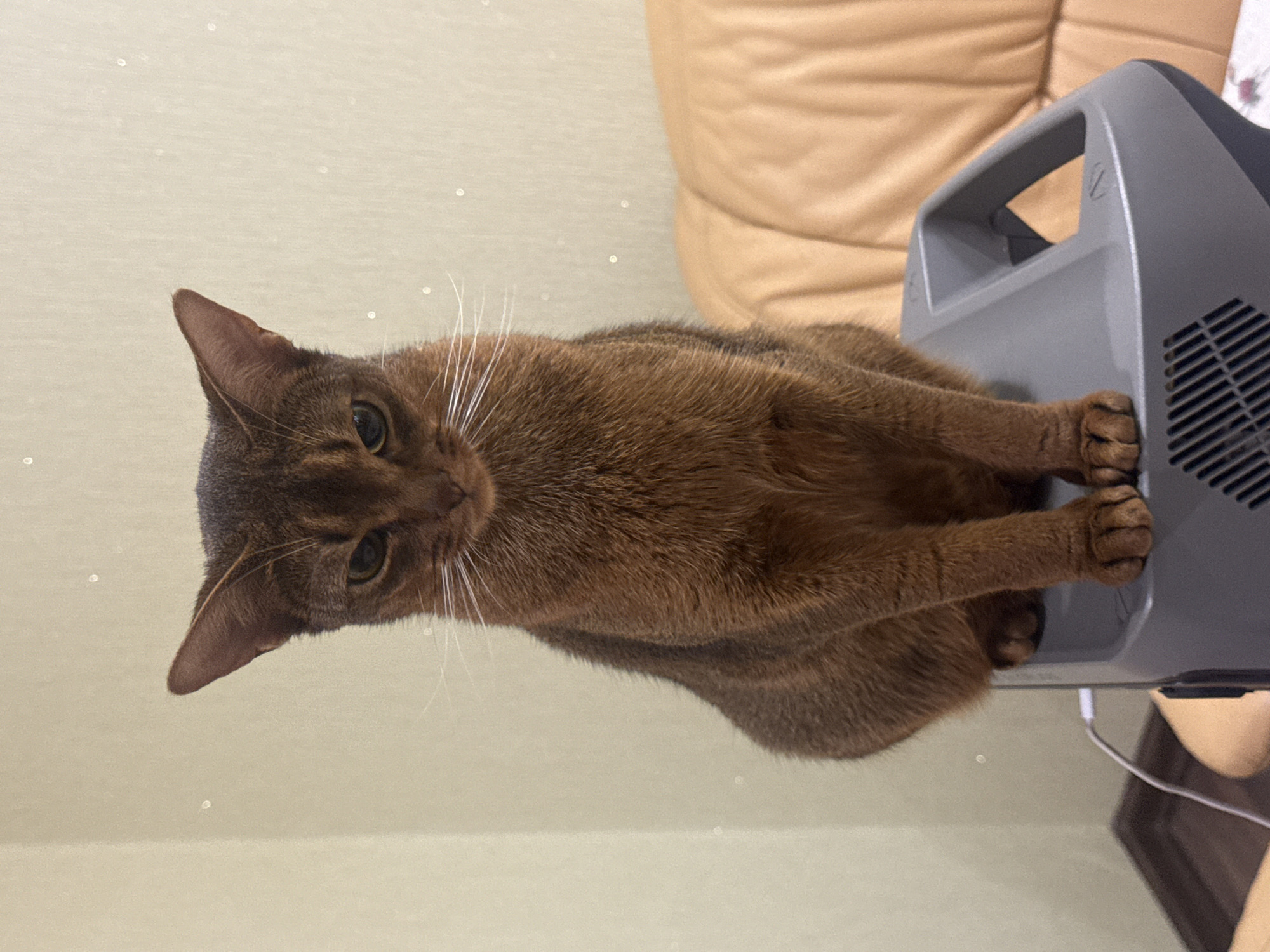 Abyssinian cat lounges on an EcoFlow power station in Vinnytsia