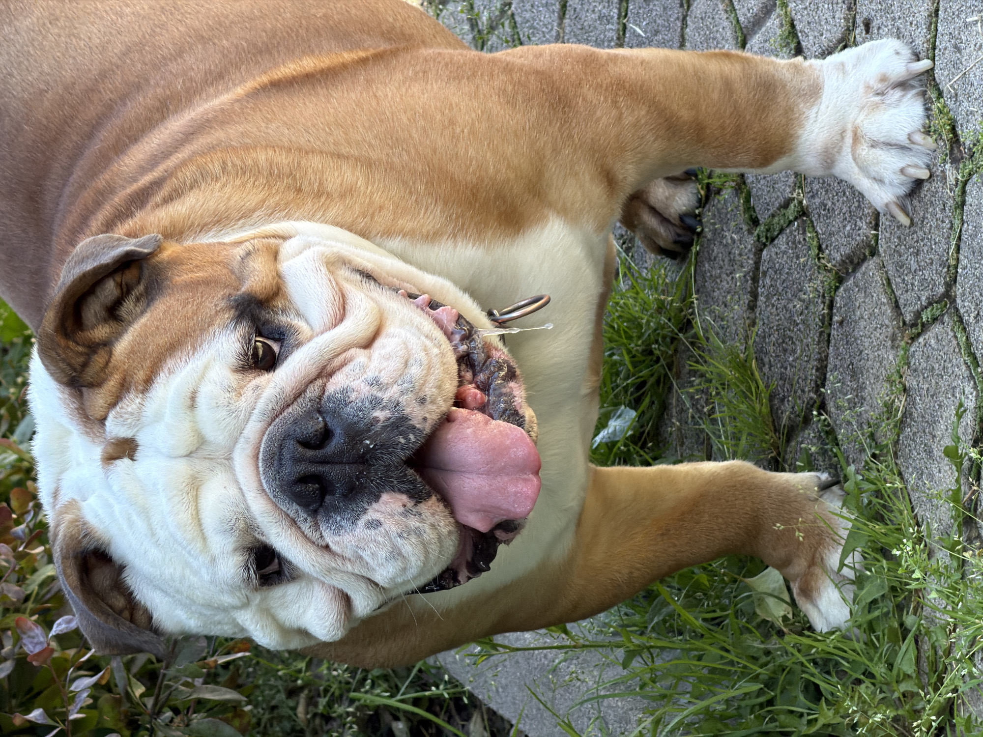 English Bulldog and running event observed across Sofia morning
