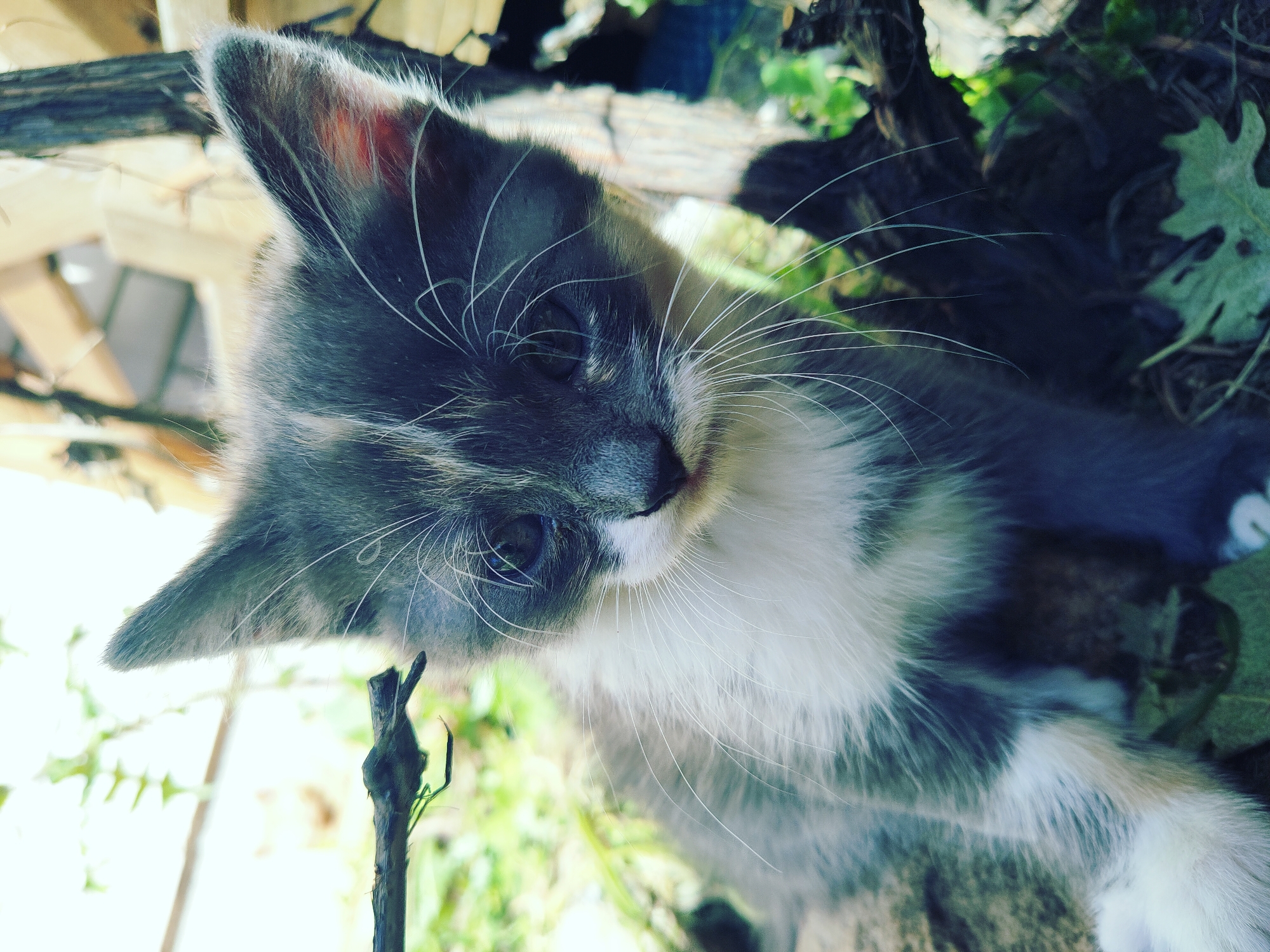 Kittens and a flower, photographed close-up in Vilnius
