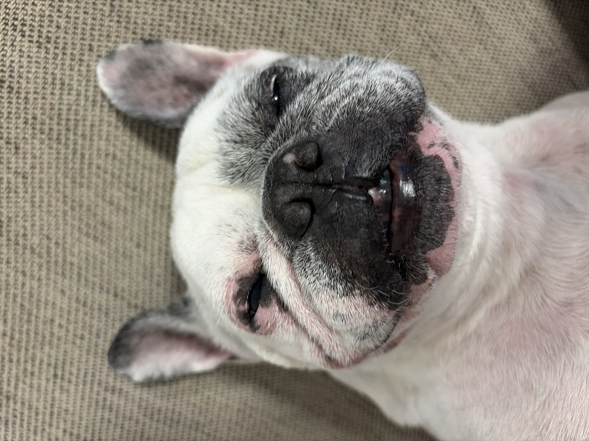 French Bulldogs photographed resting in Waldenburg, Germany