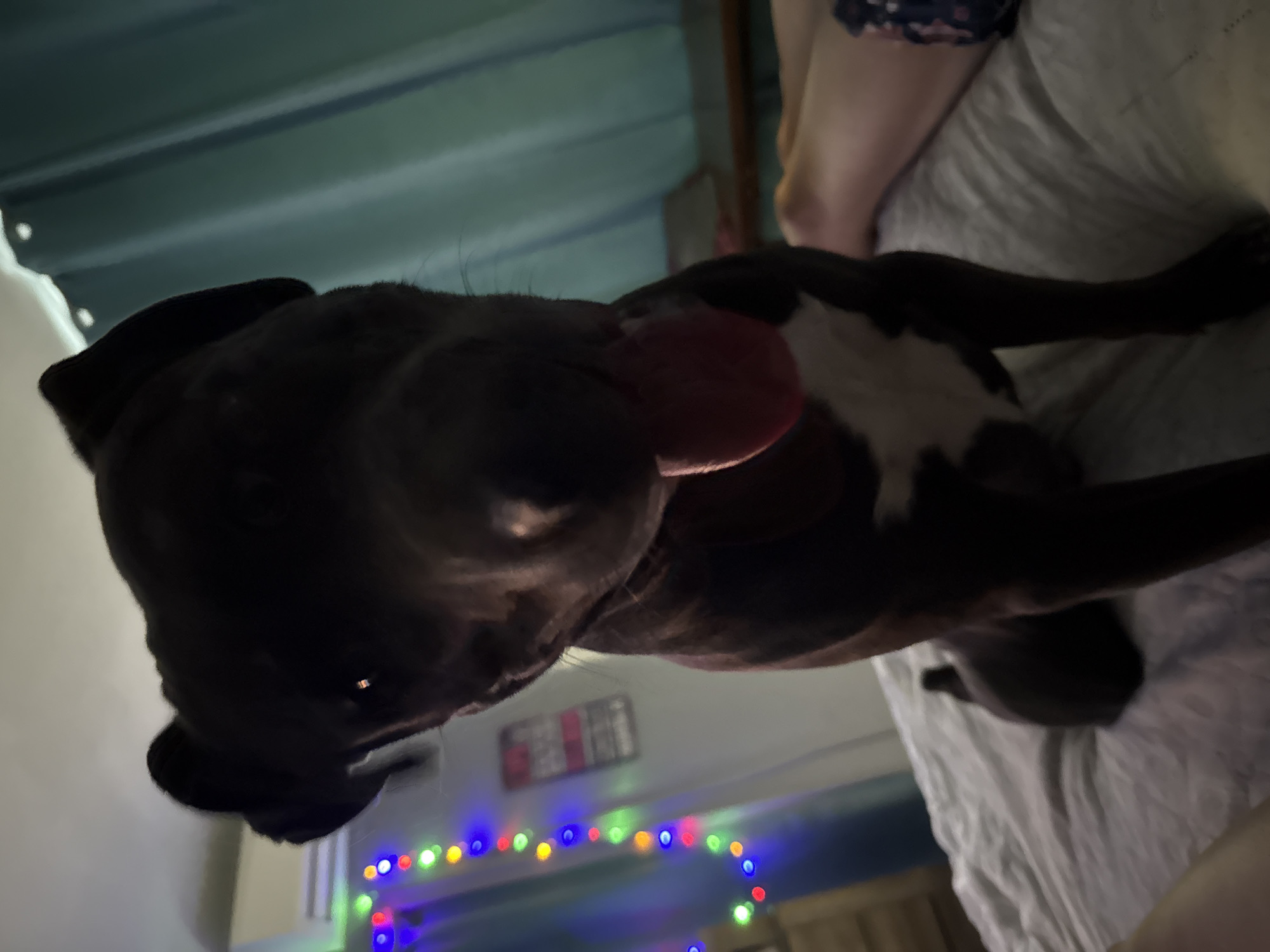 Dog chilling on a bed, looking straight at the camera