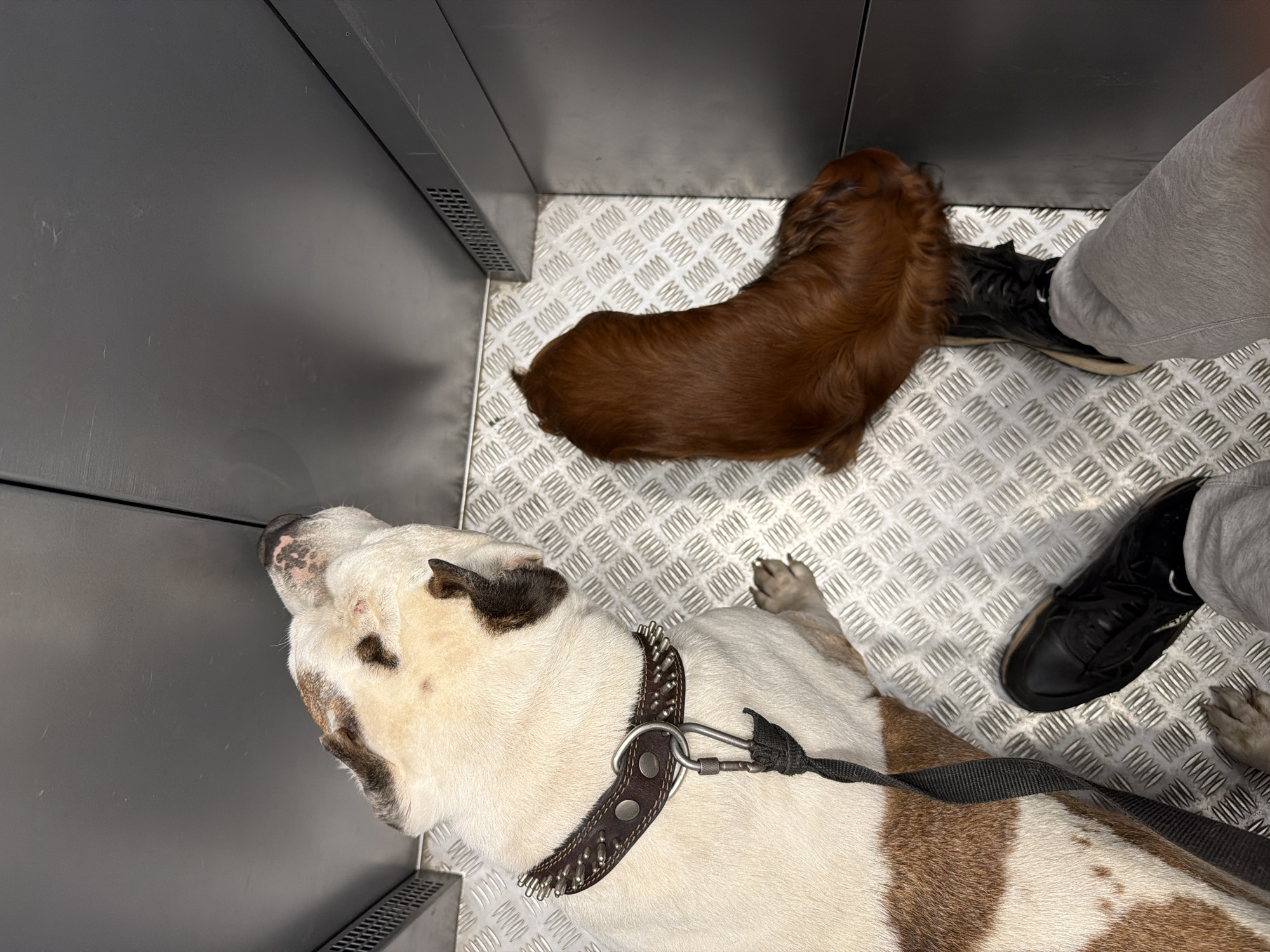 Dog walker takes two pets through Krasnoyarsk elevator and streets
