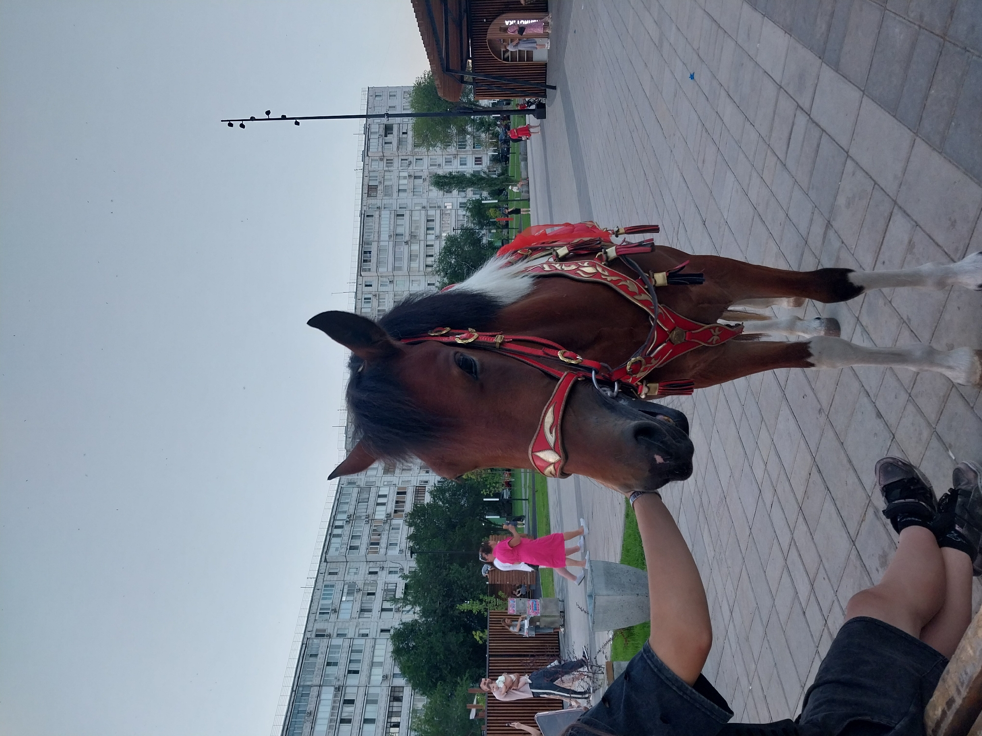 Decorated horse in ceremonial harness at Orenburg plaza