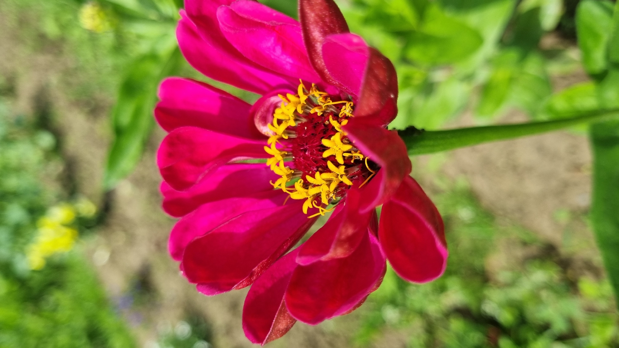 Garden flowers, summer skies, and small details in Vysokoe