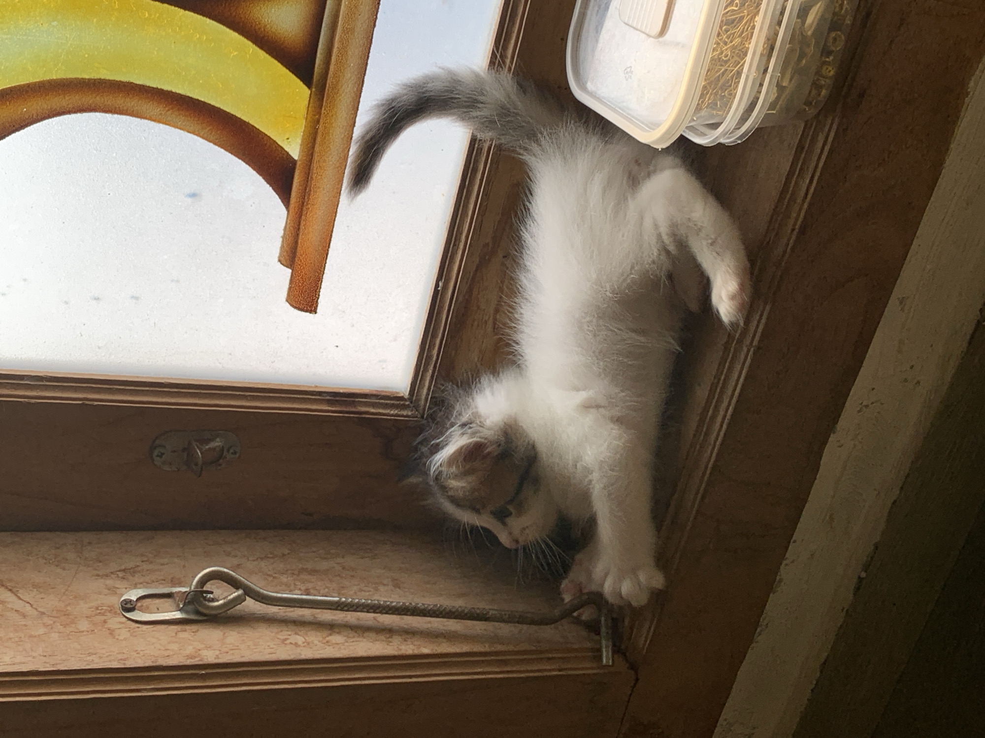 Rural life documented: rice fields, street vendors, kittens captured