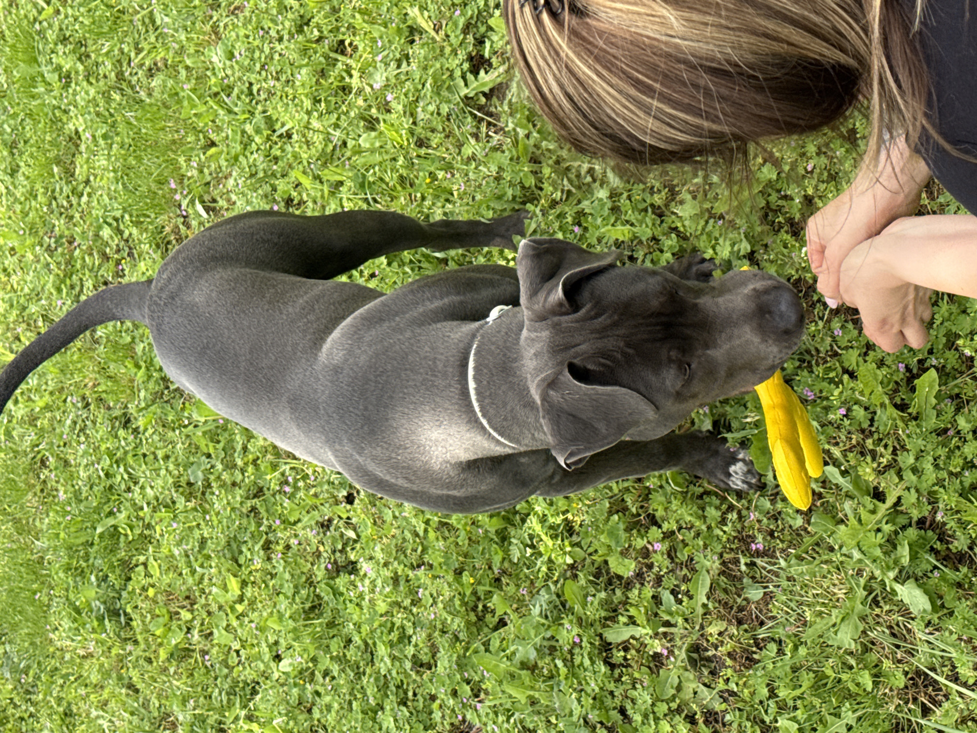 Dogs Play with Yellow Toys in Bulgarian Yard