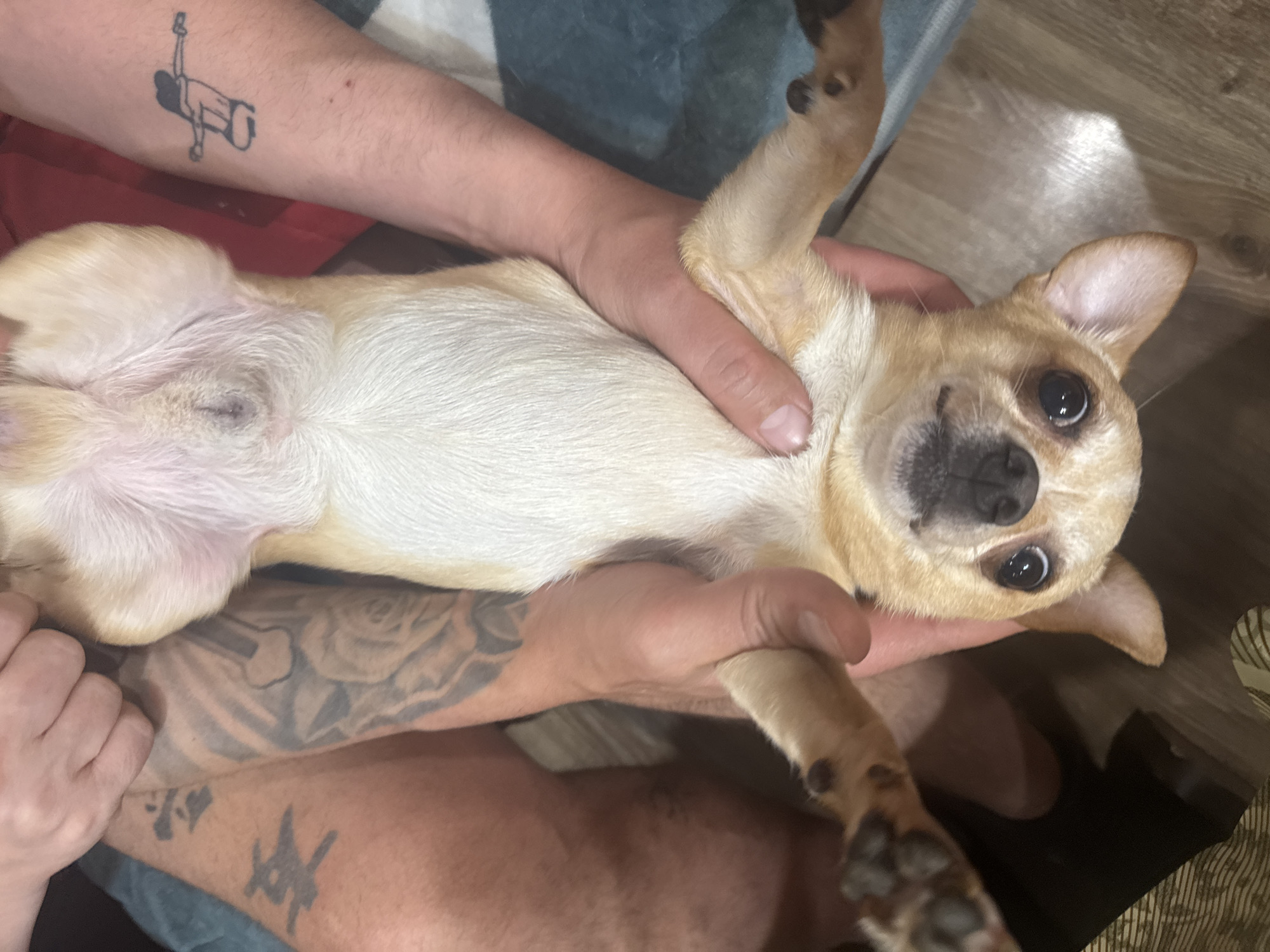 Pet owner documents quiet moments with Chihuahua and cat
