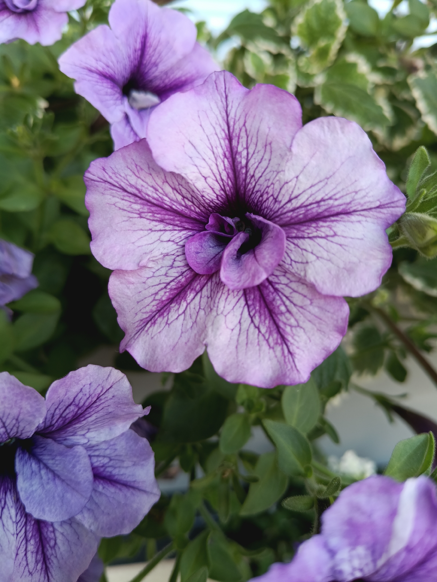 Close-up shots of flowering plants in Prague
