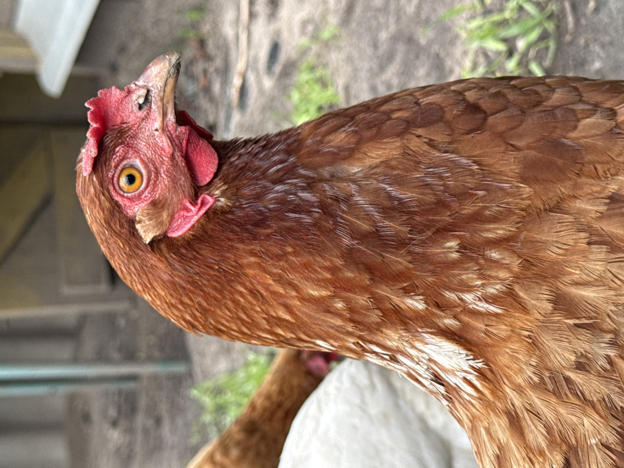 A rural Belarusian homestead, chickens, cats, and garden in summer