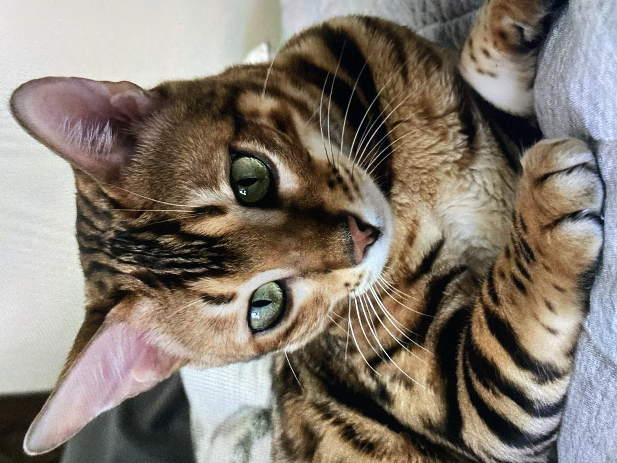 Bengal cat spotted indoors and among tropical plants, Nha Trang