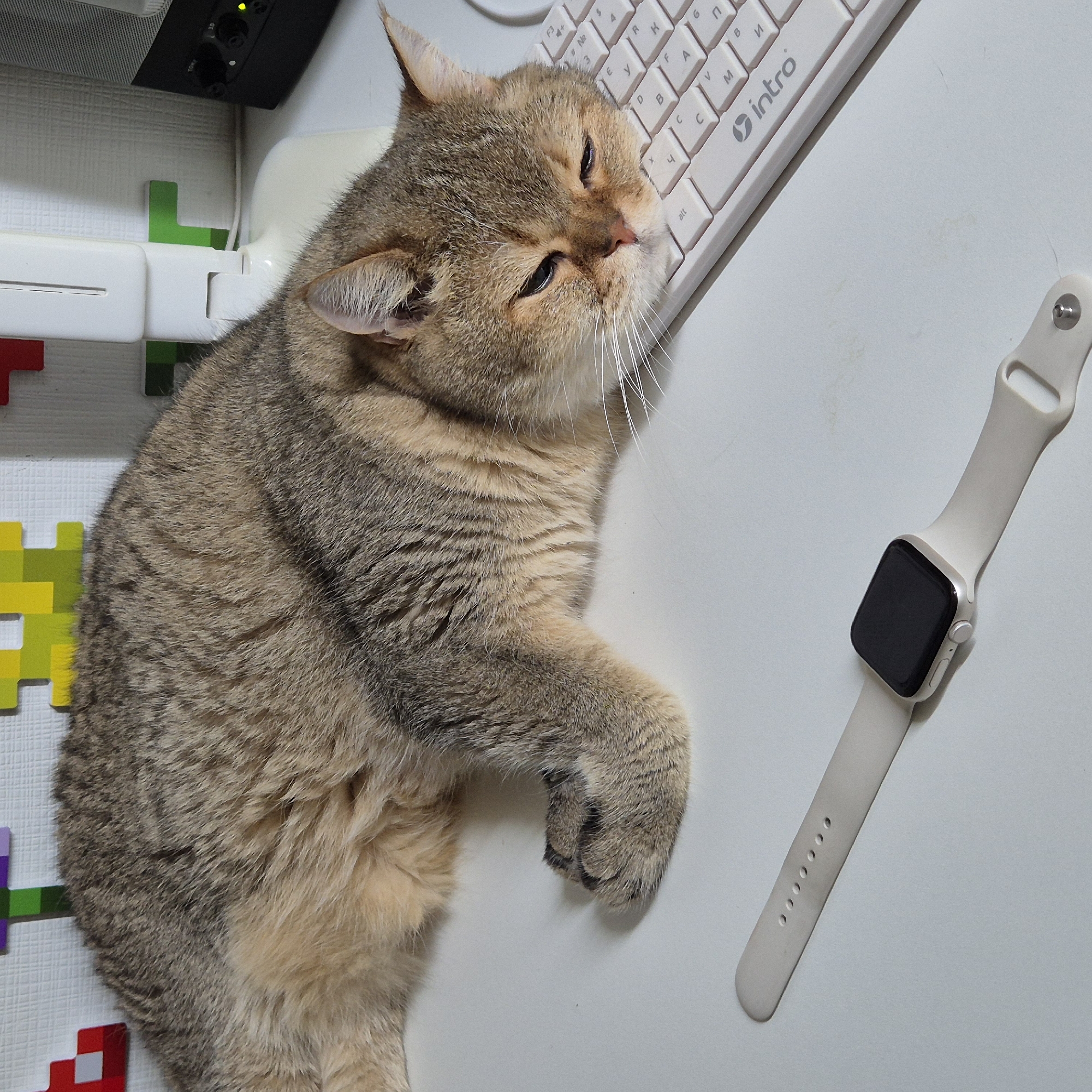 Cat takes over a home office desk in Kemerovo