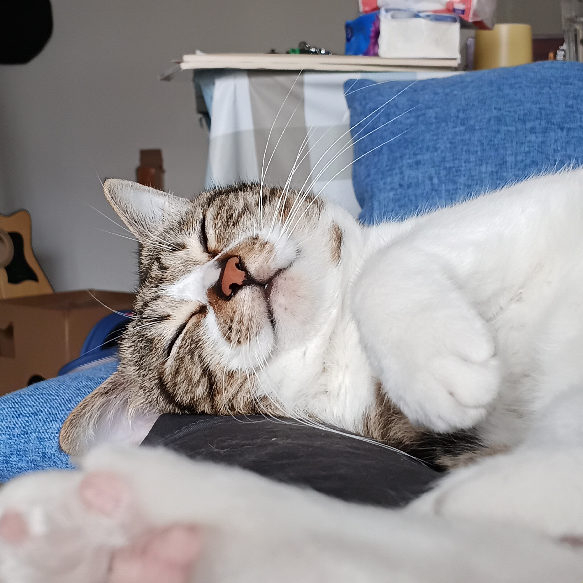 Cats sleeping indoors observed across Shunde District morning hours