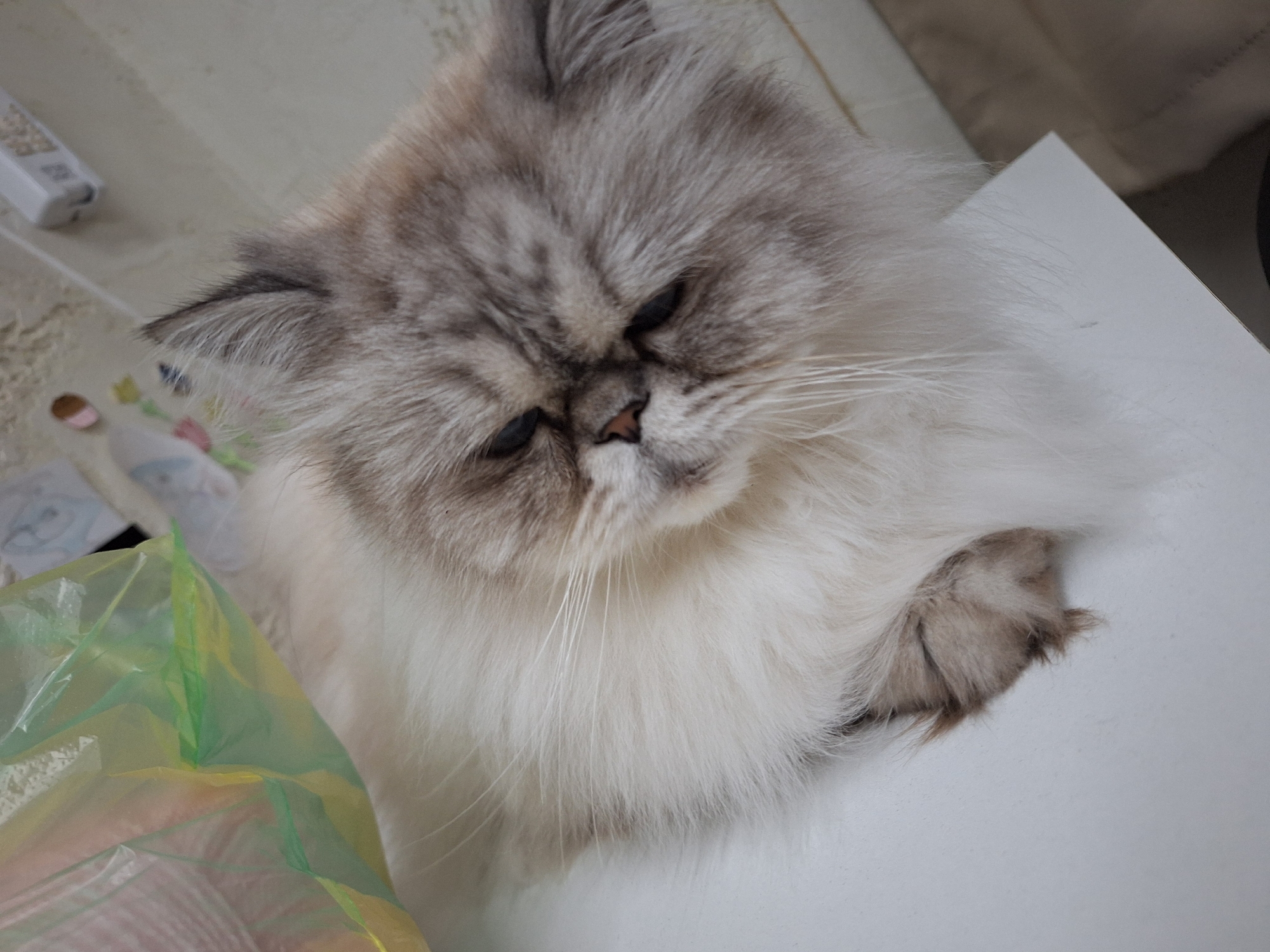 Himalayan cat photographed resting in Panagyurishte, Bulgaria