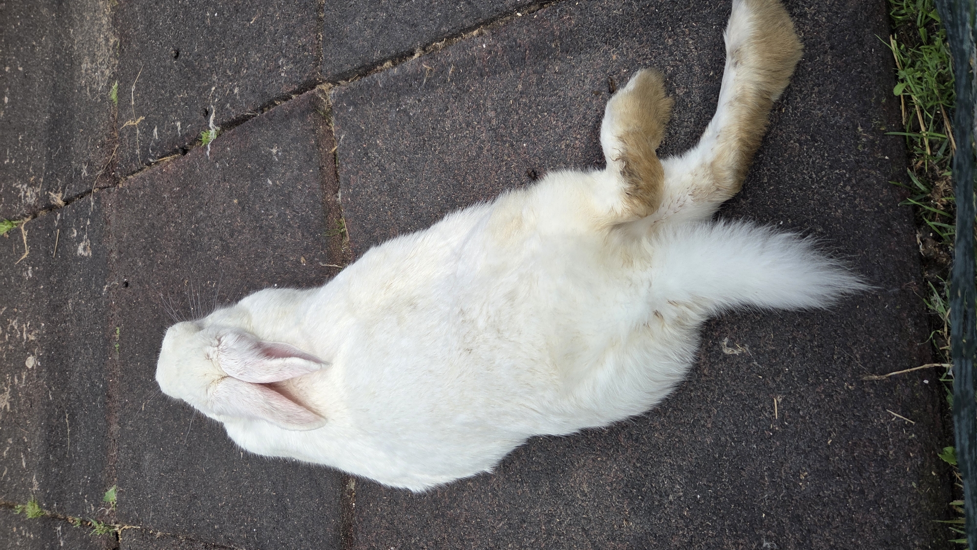 Riga park attraction: windmill, flowers, and rabbits on the ground