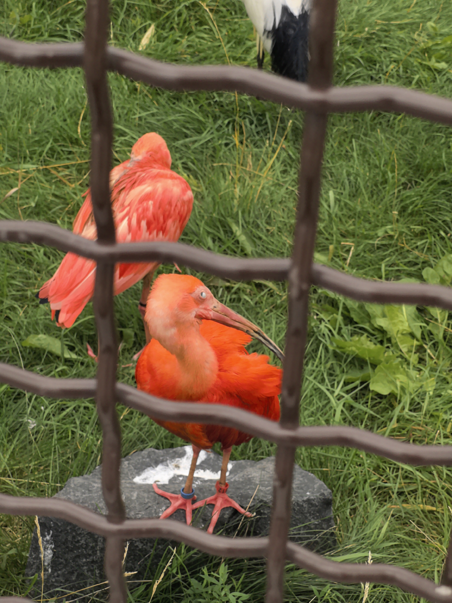 An afternoon at the Perm Zoo, summer 2026