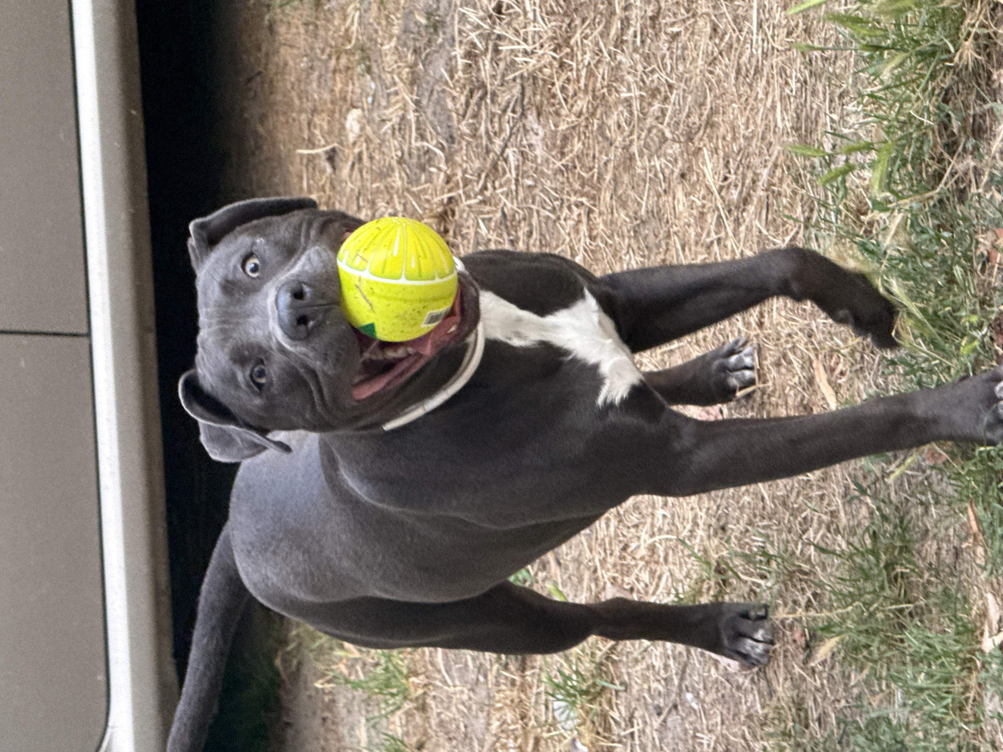 Pitbull owns a tennis ball in Varna