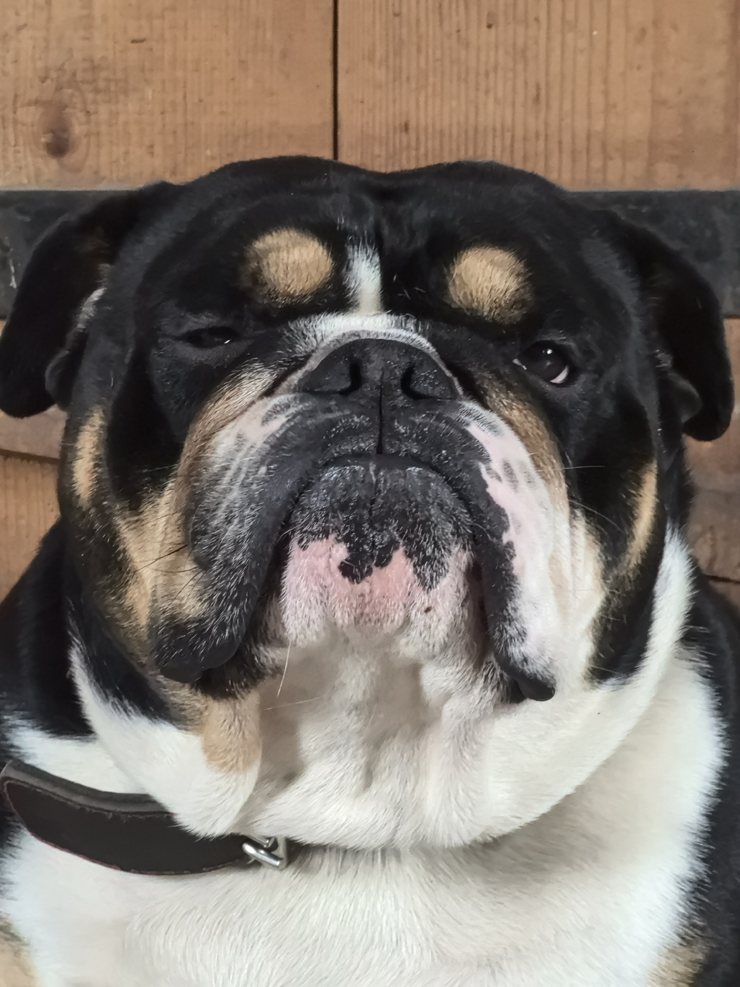 English Bulldog photographed multiple times in Noviy, Russia home