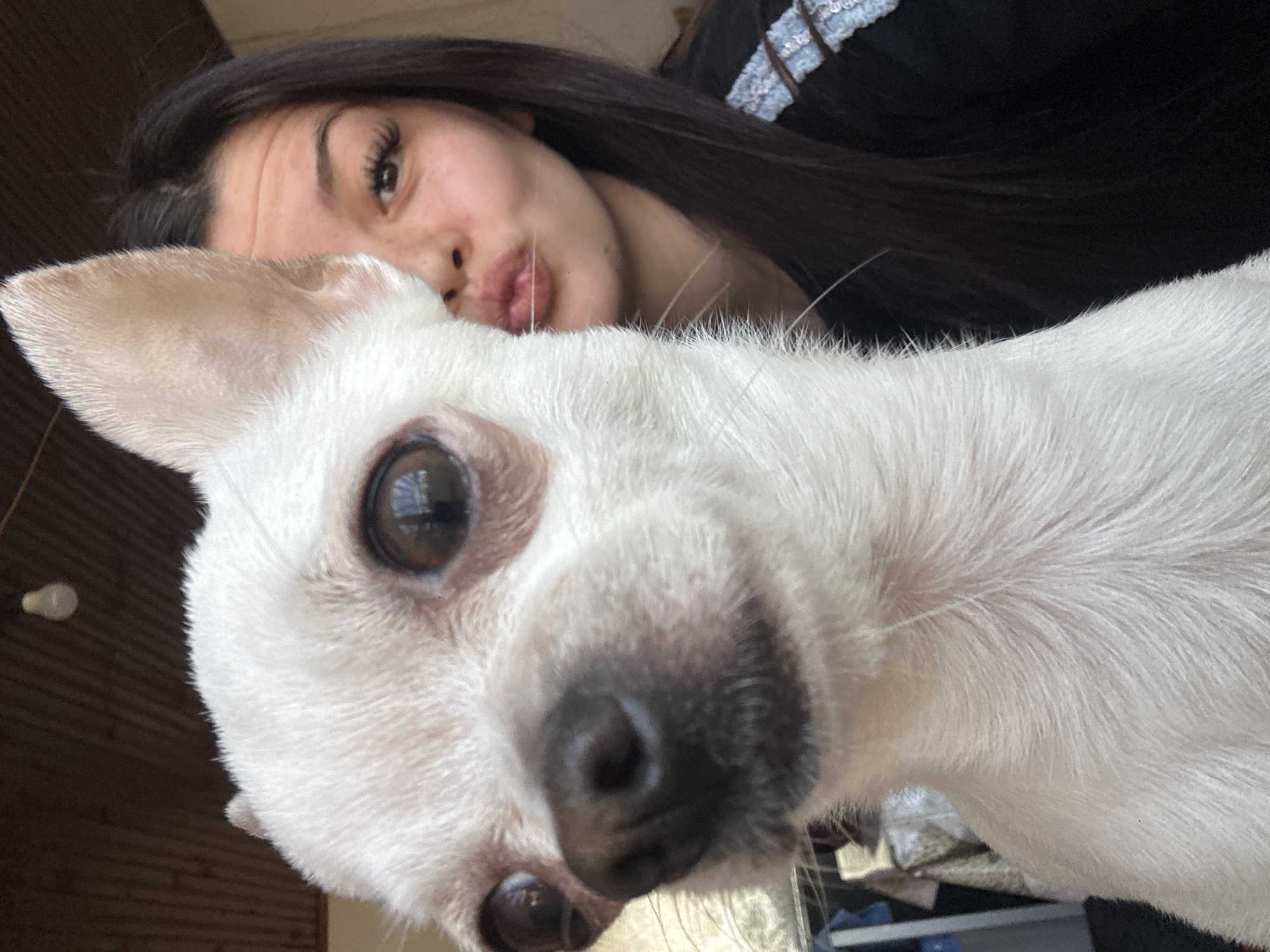 Woman takes morning selfies with white Chihuahua in Bulgaria