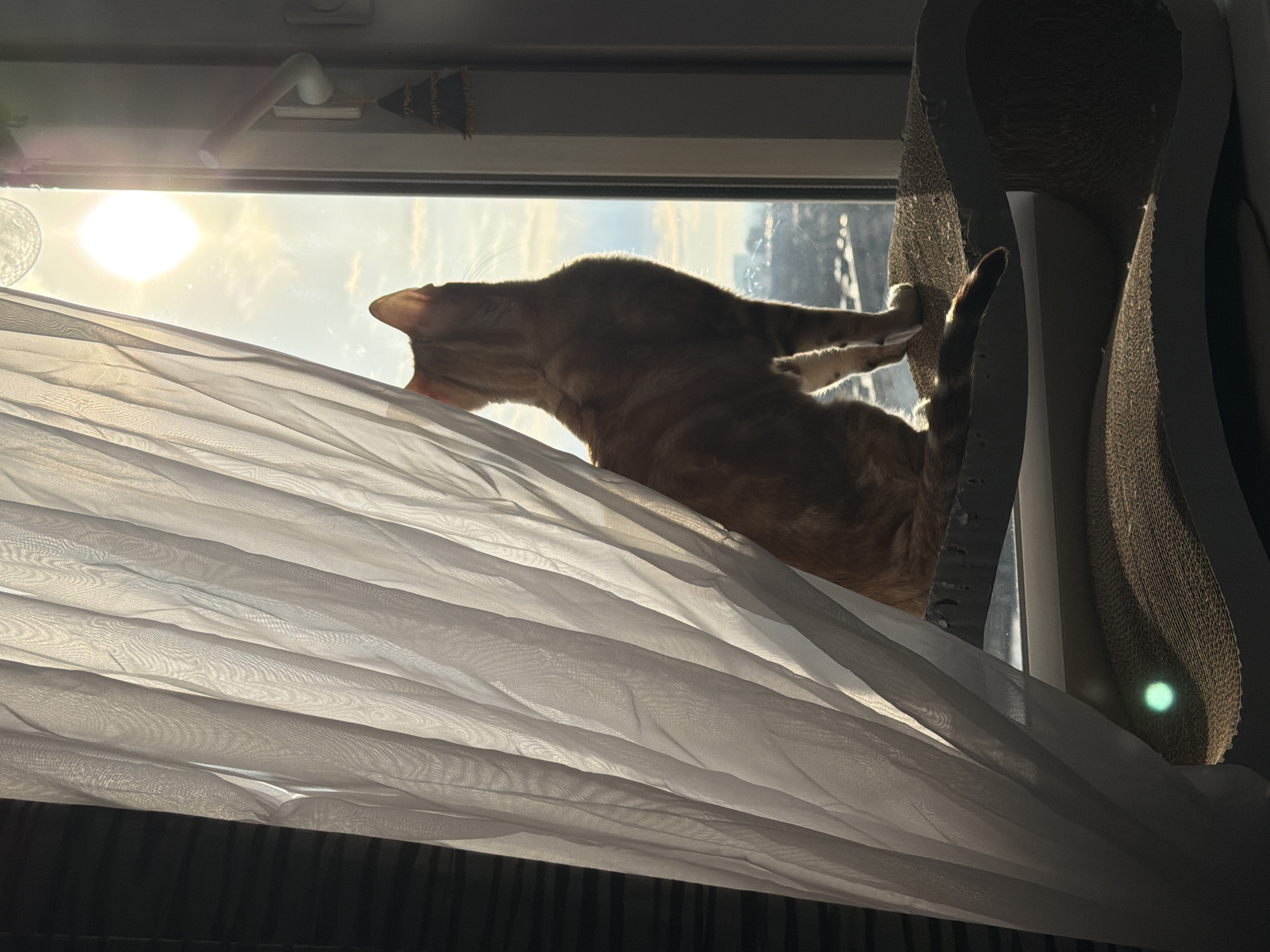 Cat observed on windowsill in Murino apartment early morning