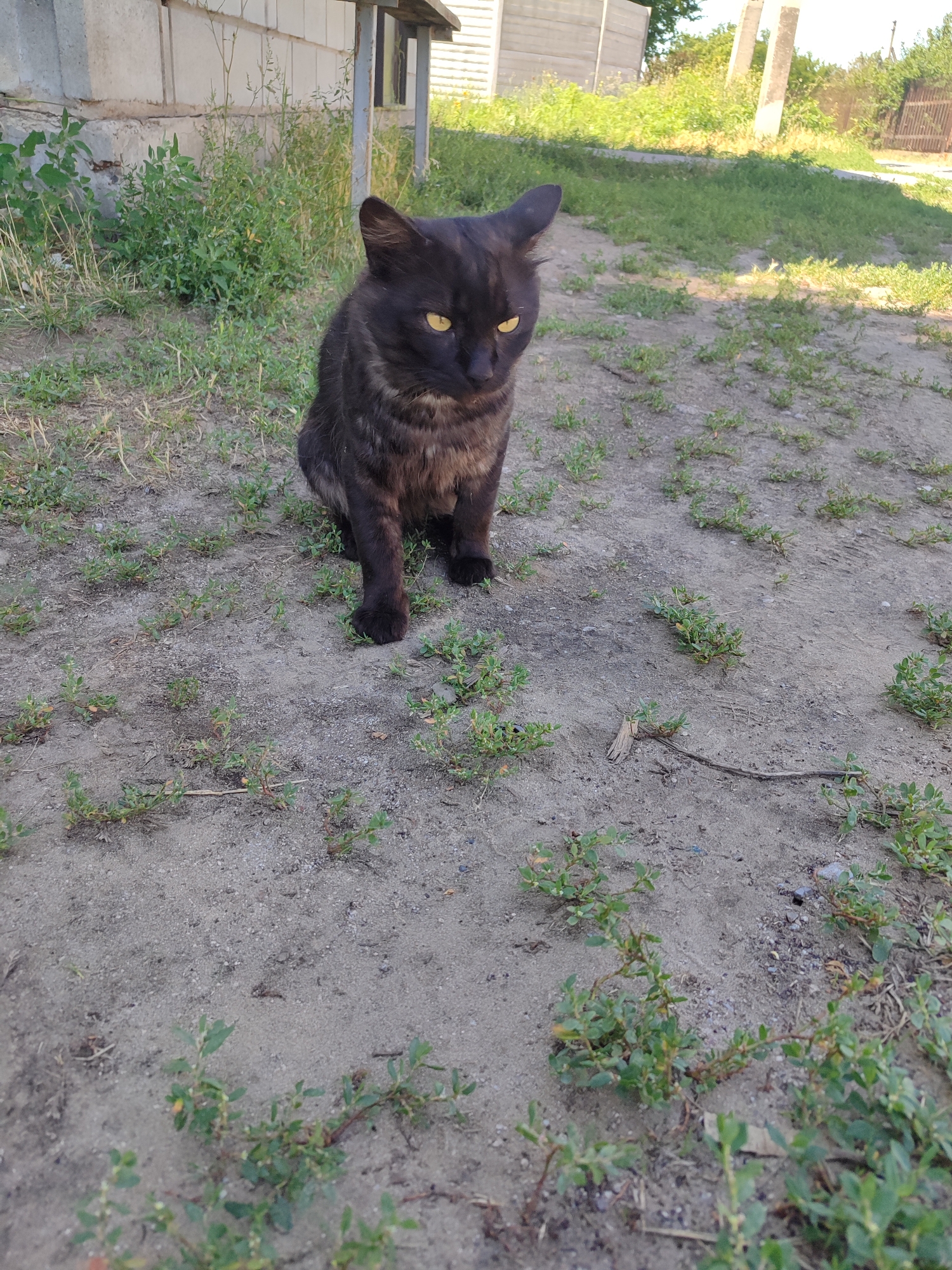 Striped cat and outdoor portrait in a natural setting