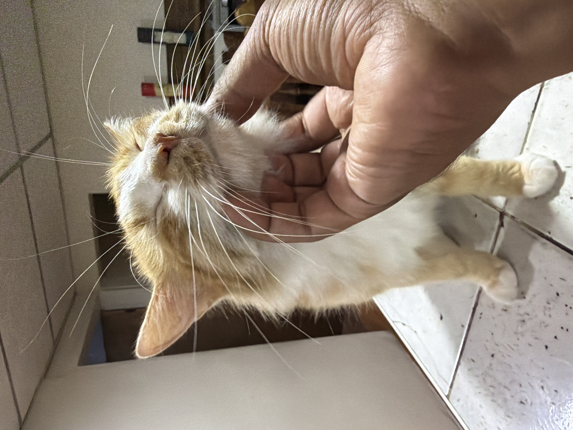 Cat interactions and daily moments captured in El Cambur