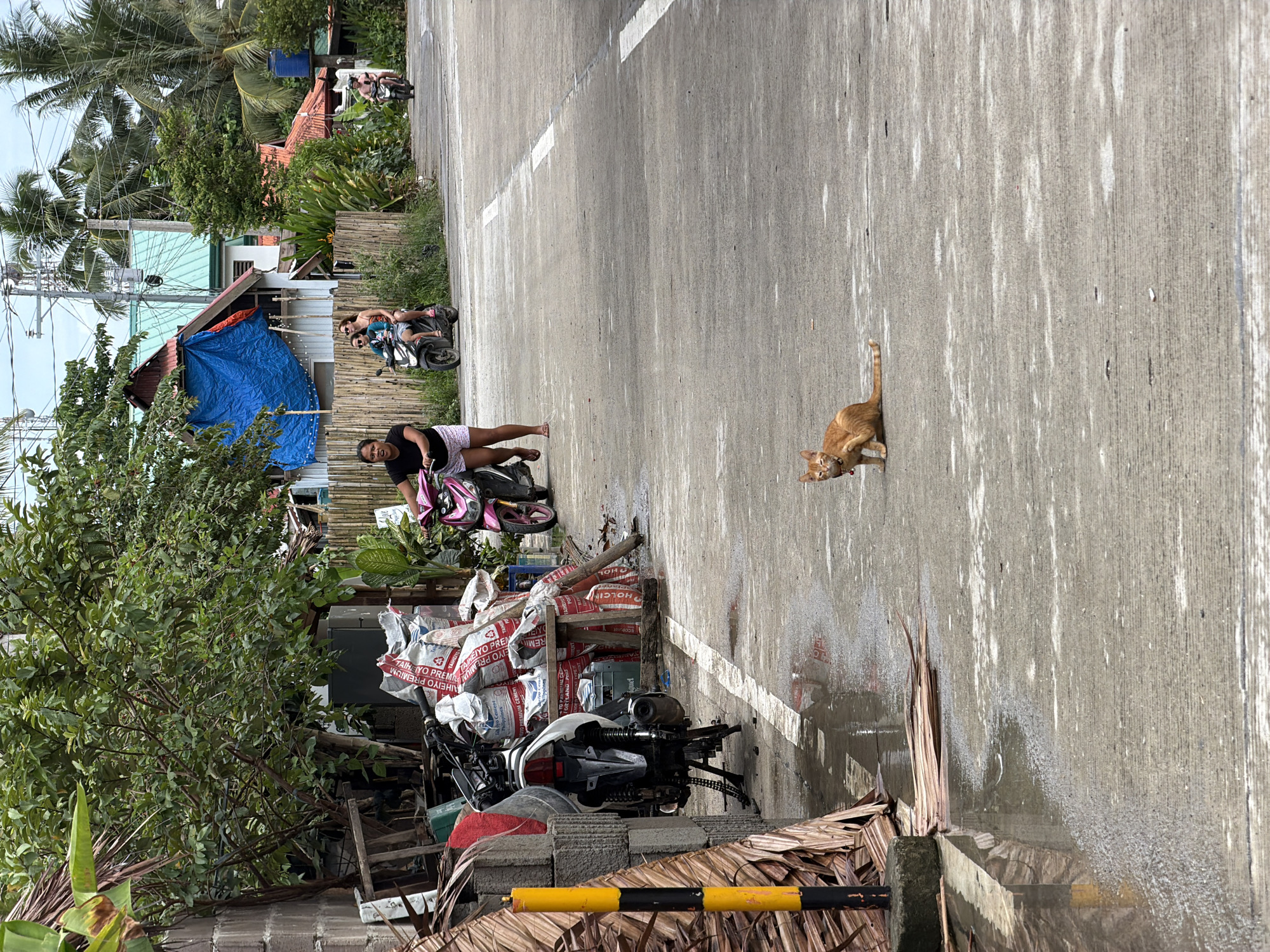 Orange cat spotted on road in General Luna, Philippines
