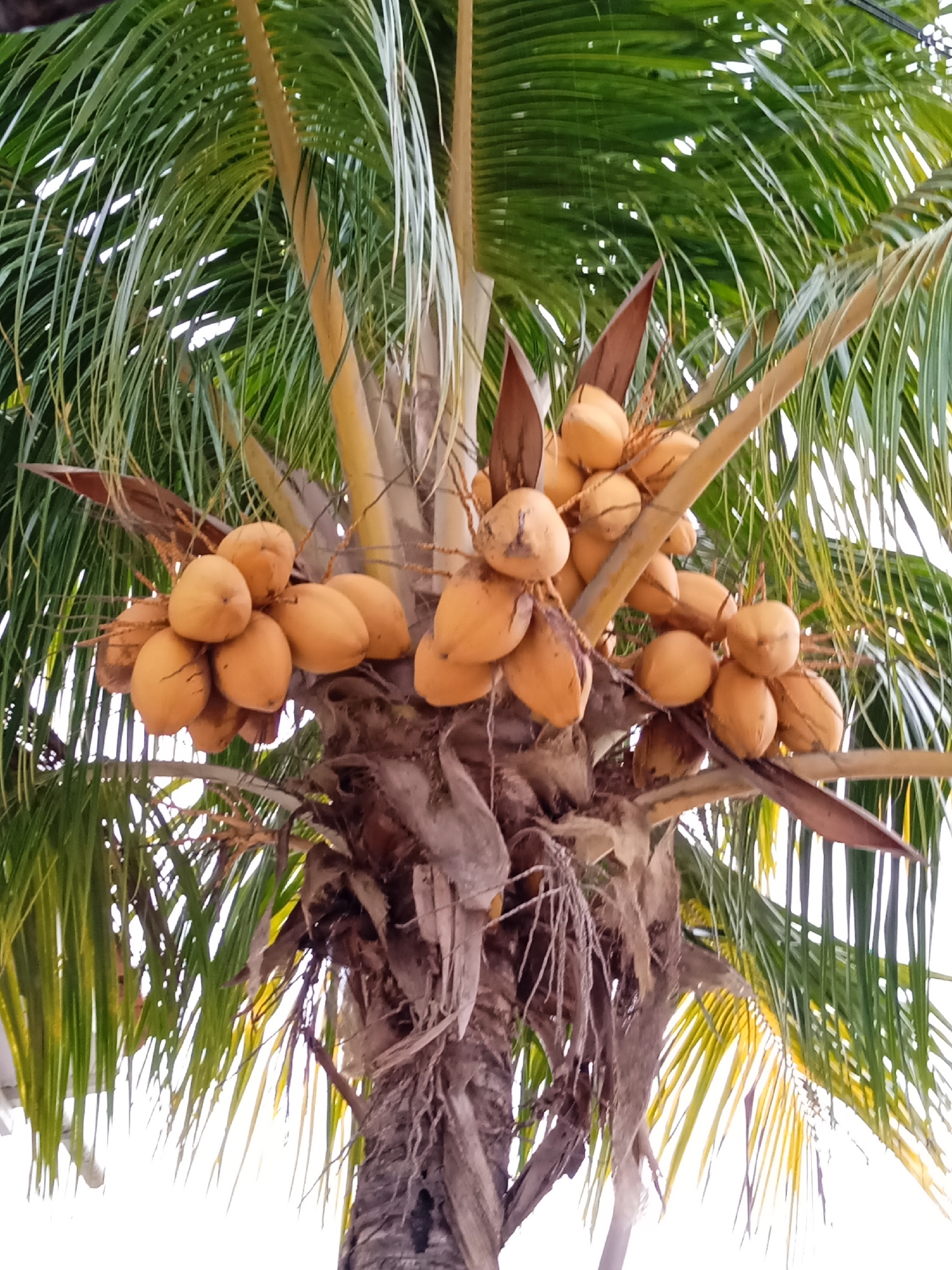 Coconut palm tree photographed in Tinaquillo, Venezuela