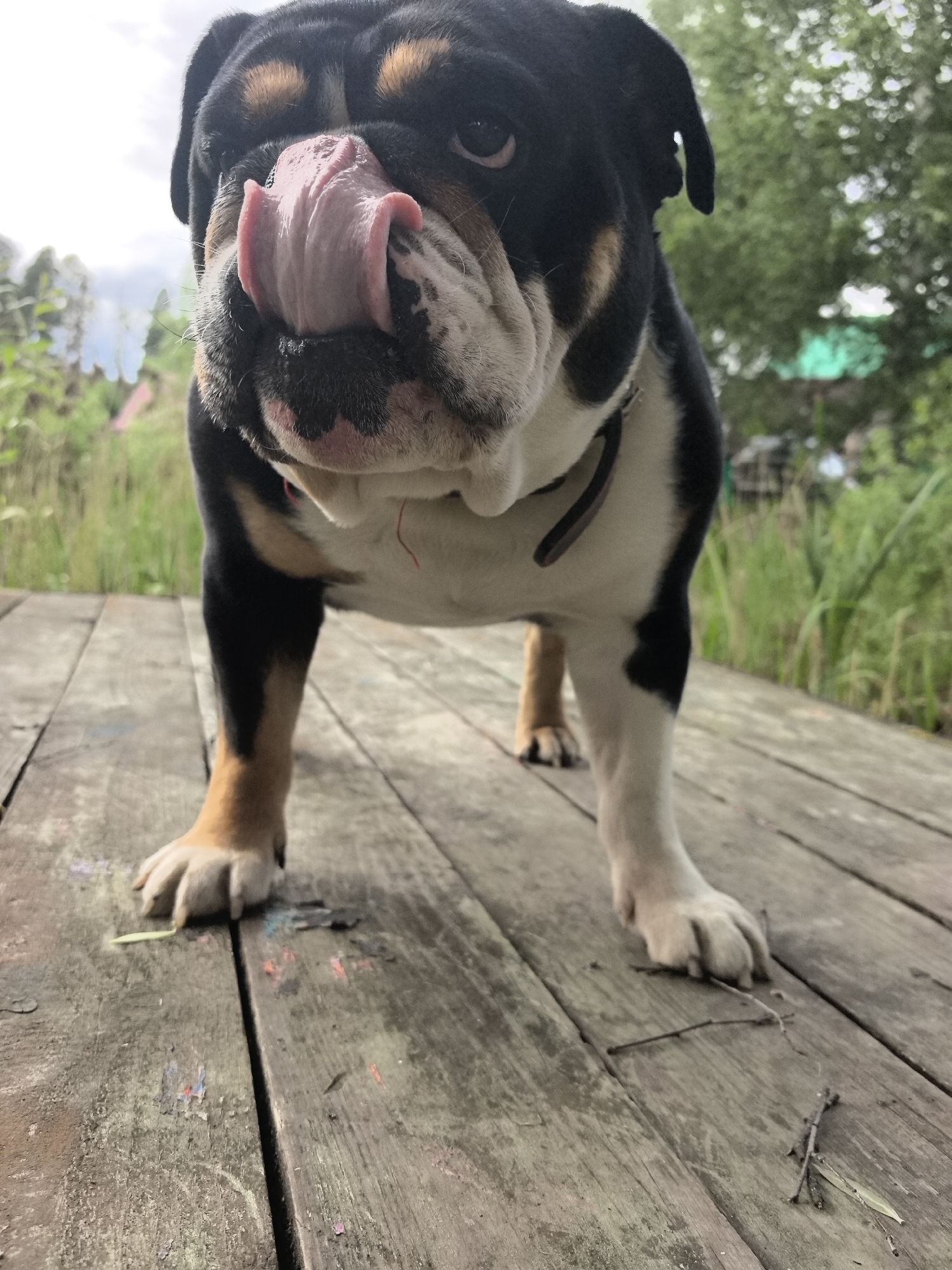English bulldog spotted on wooden deck in Russian marsh