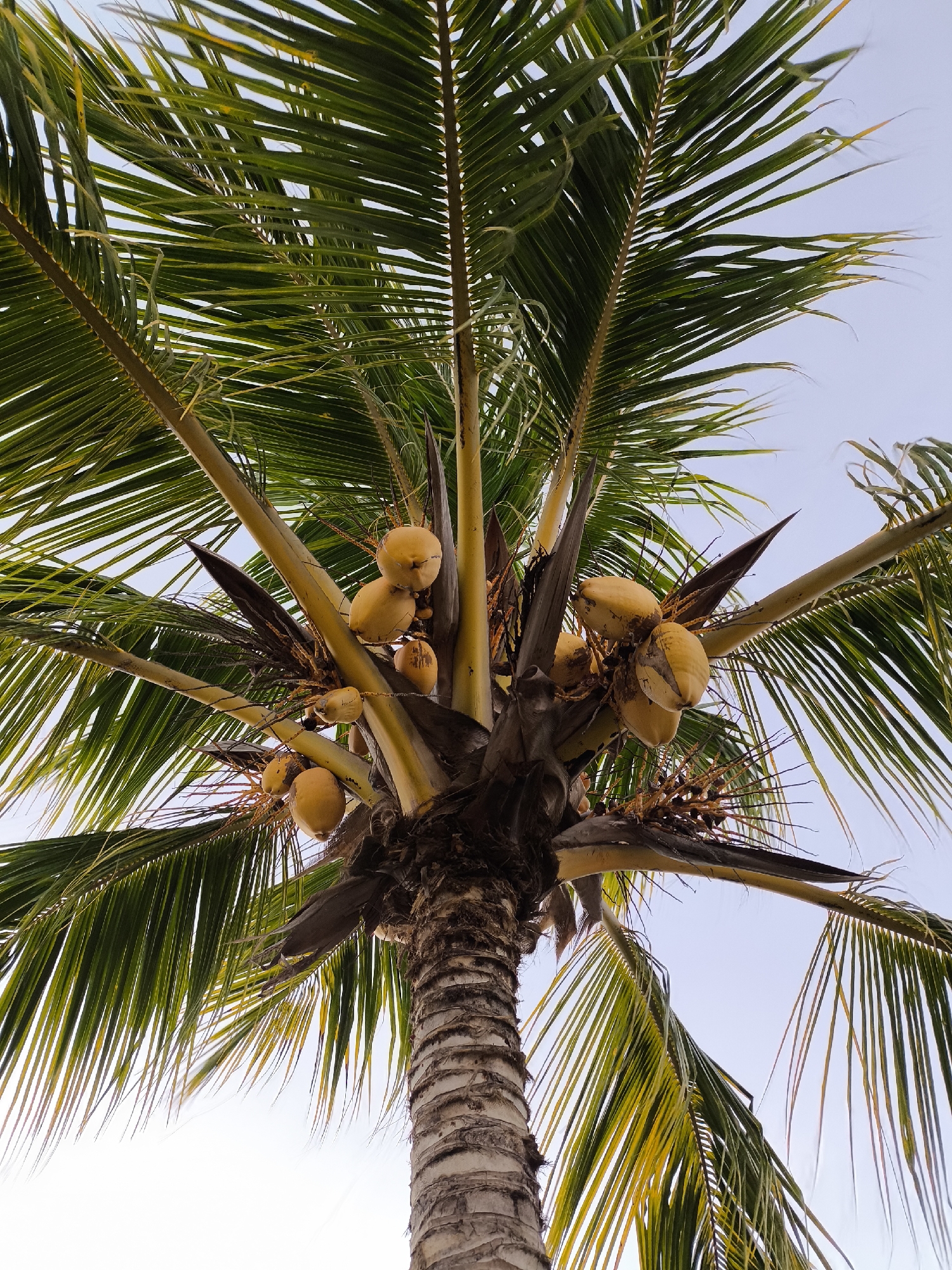 Tropical plants documented by witnesses in northern Venezuela