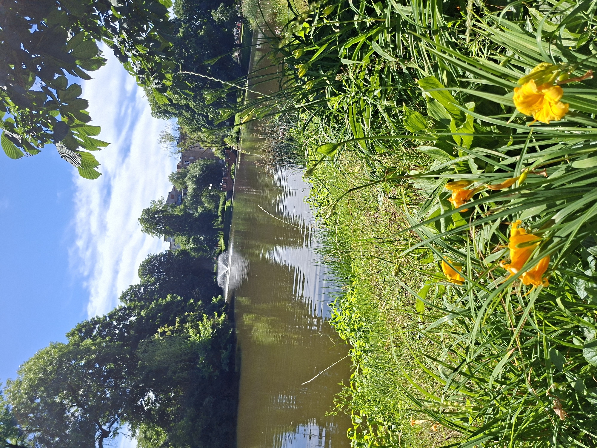 Morning walk through a park with ponds and rose gardens