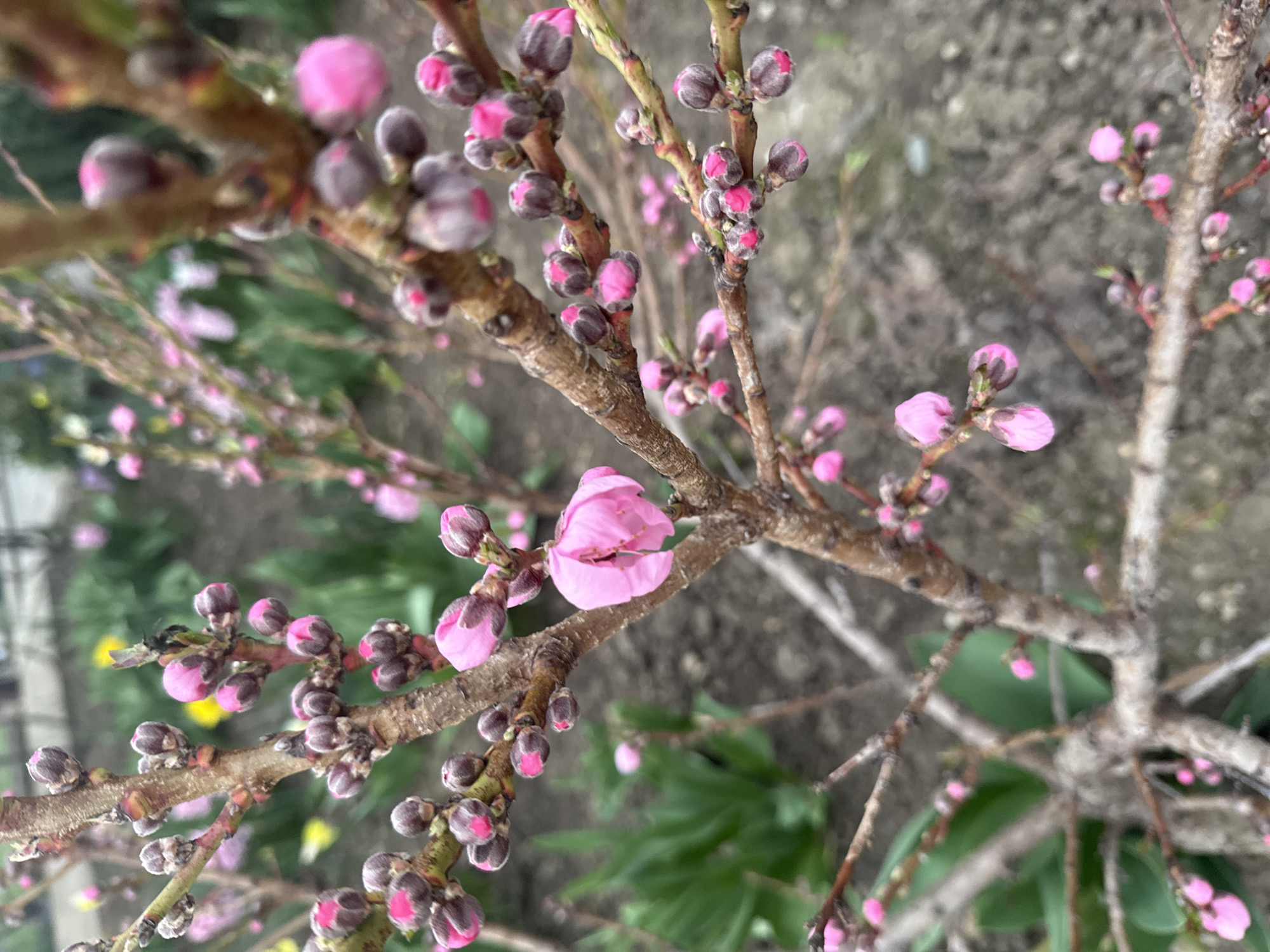 Spring flowers bloom in detailed close-up photos in Maykop