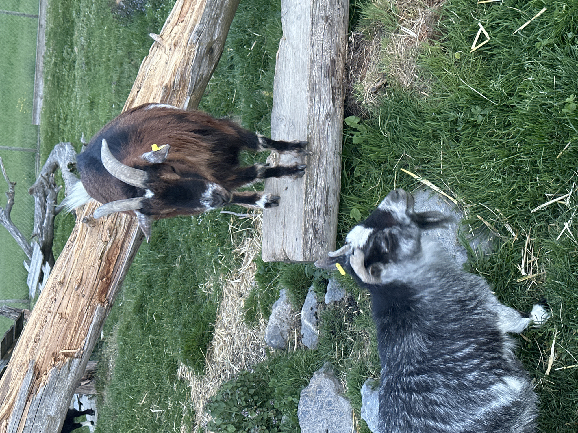Visitor films horses and goats at Swiss farm facility